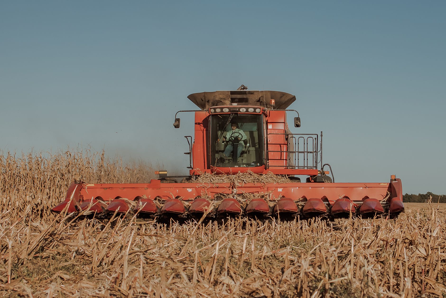 Harvesting an ear of corn by twisting