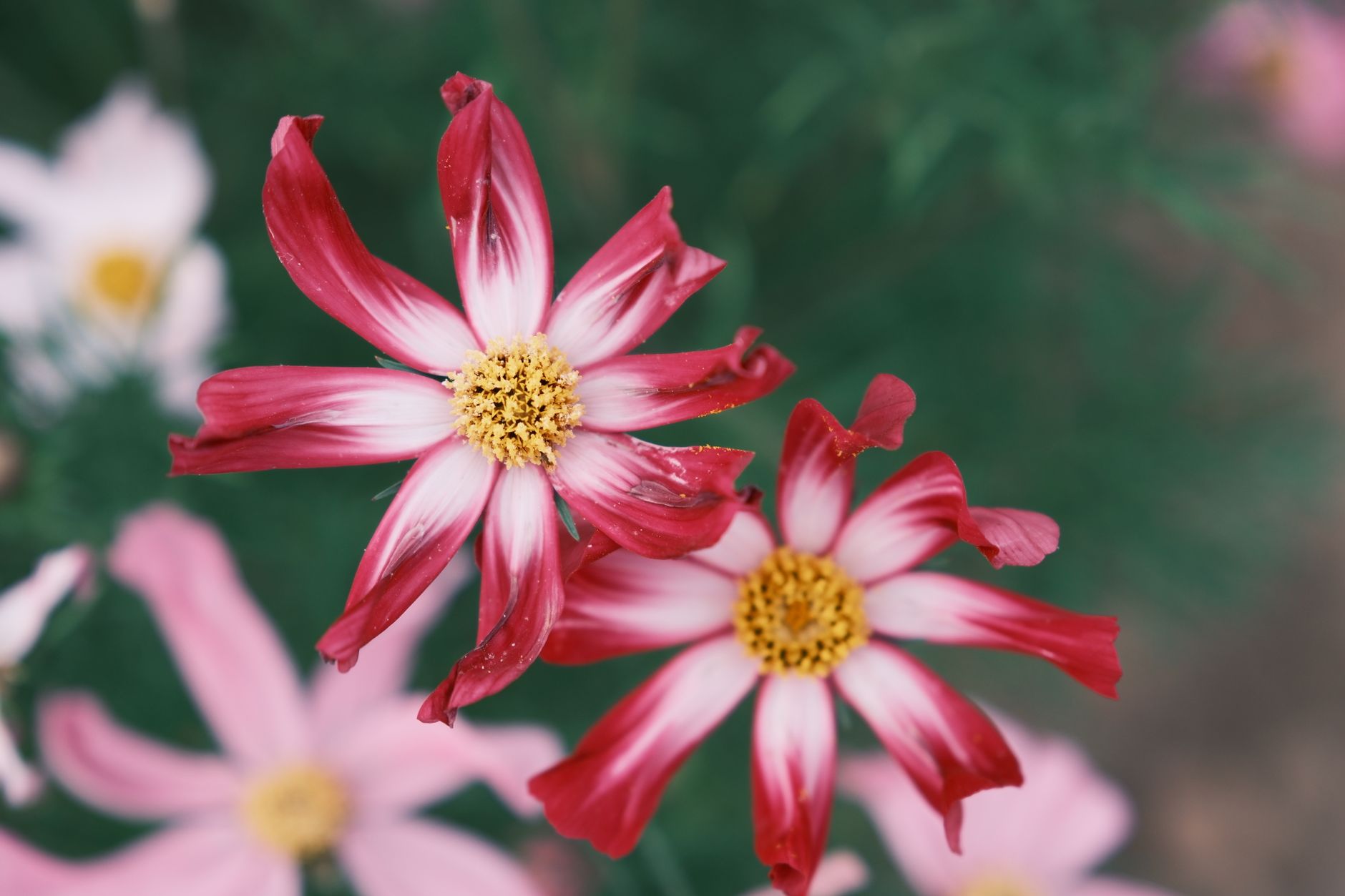 Cosmos varieties