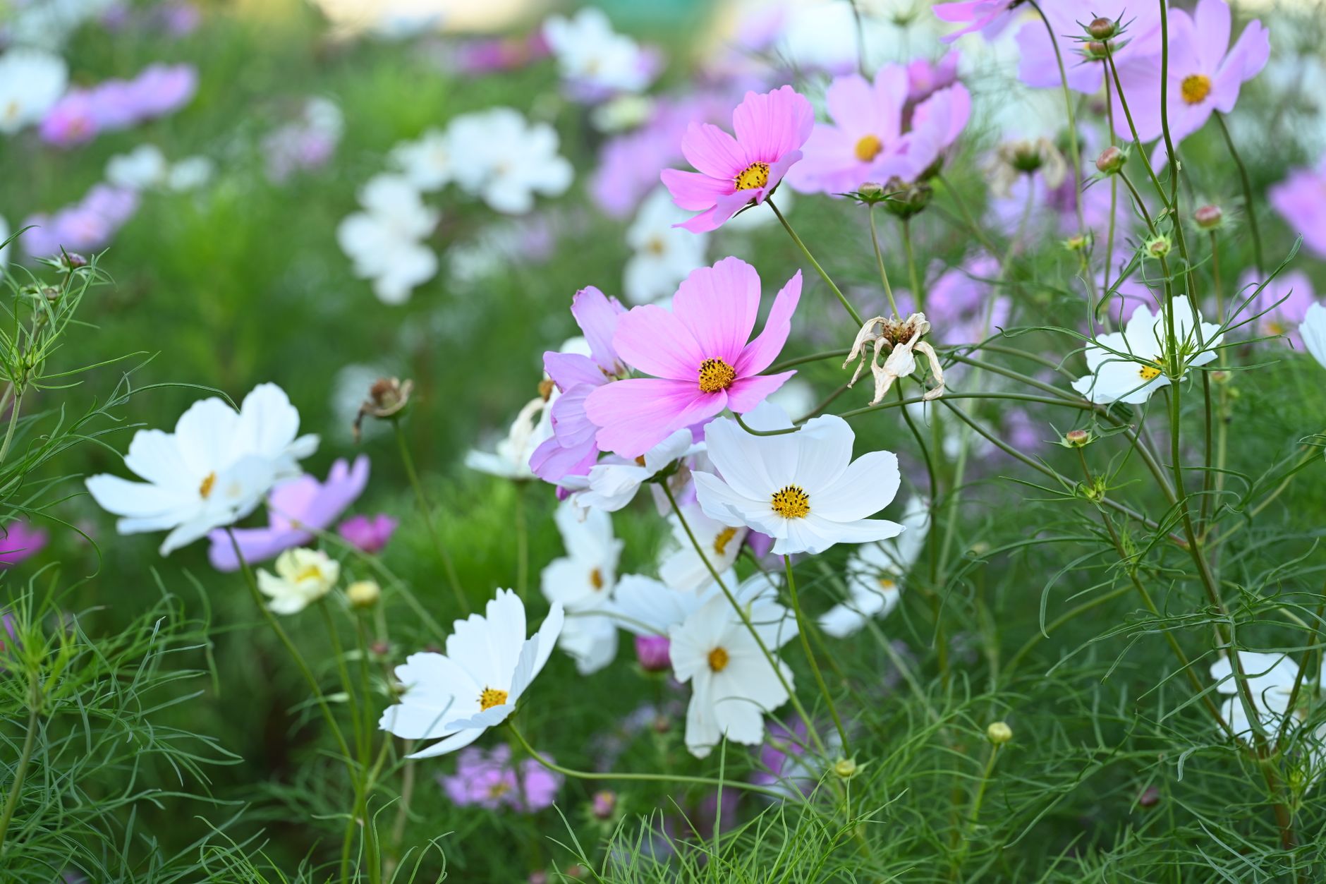 Planting cosmos