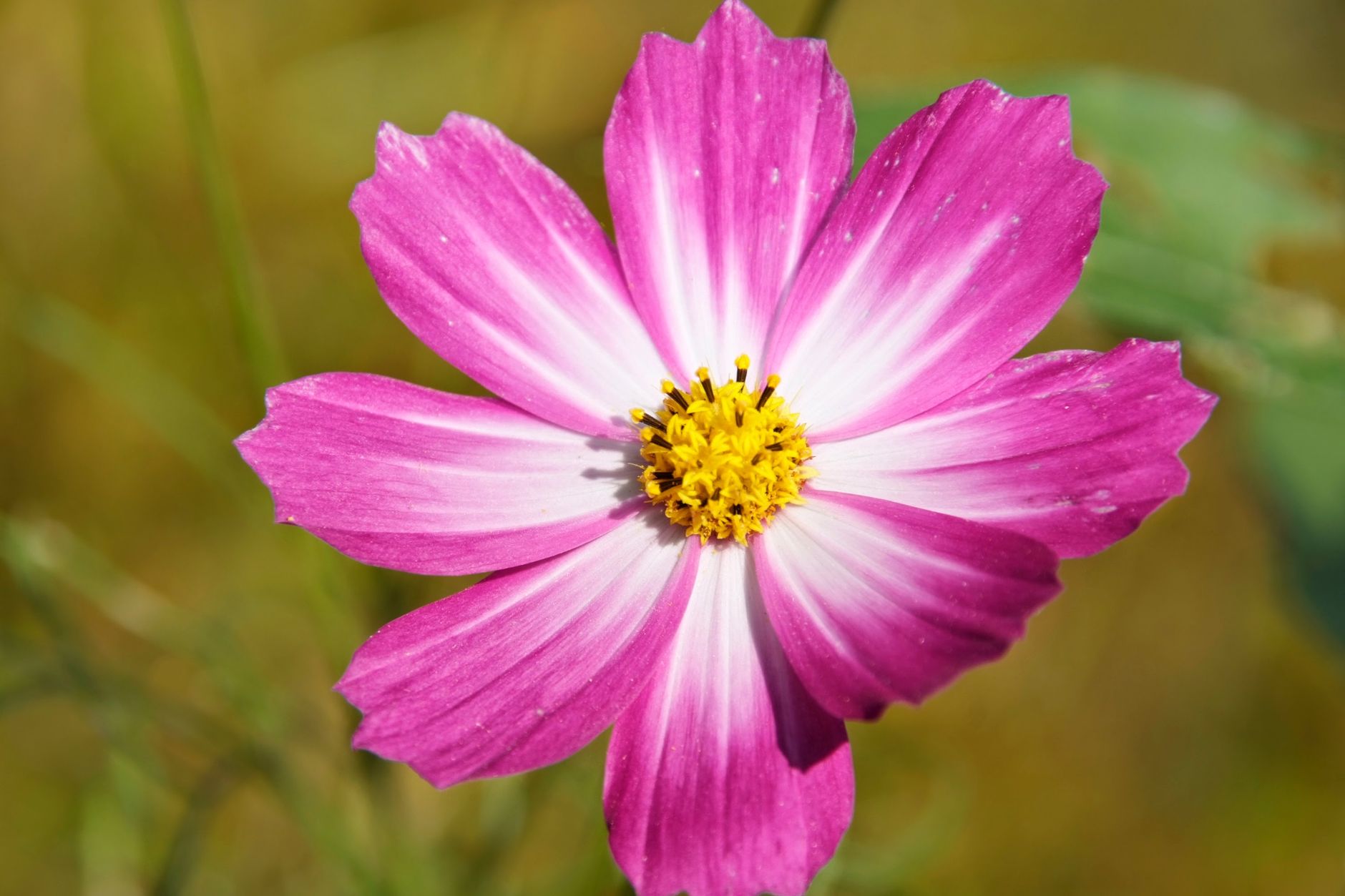 Cosmos care
