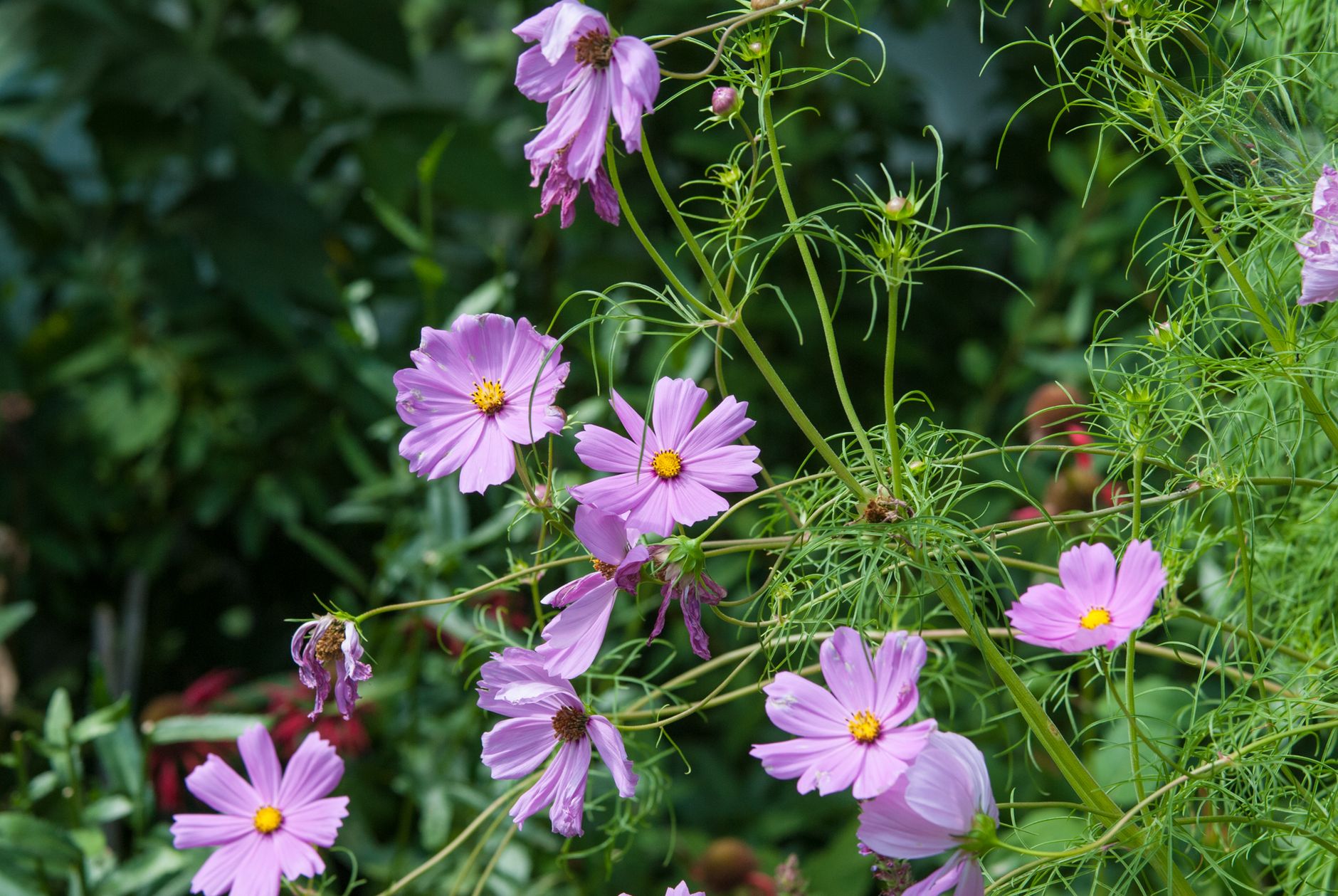 Cut flowers