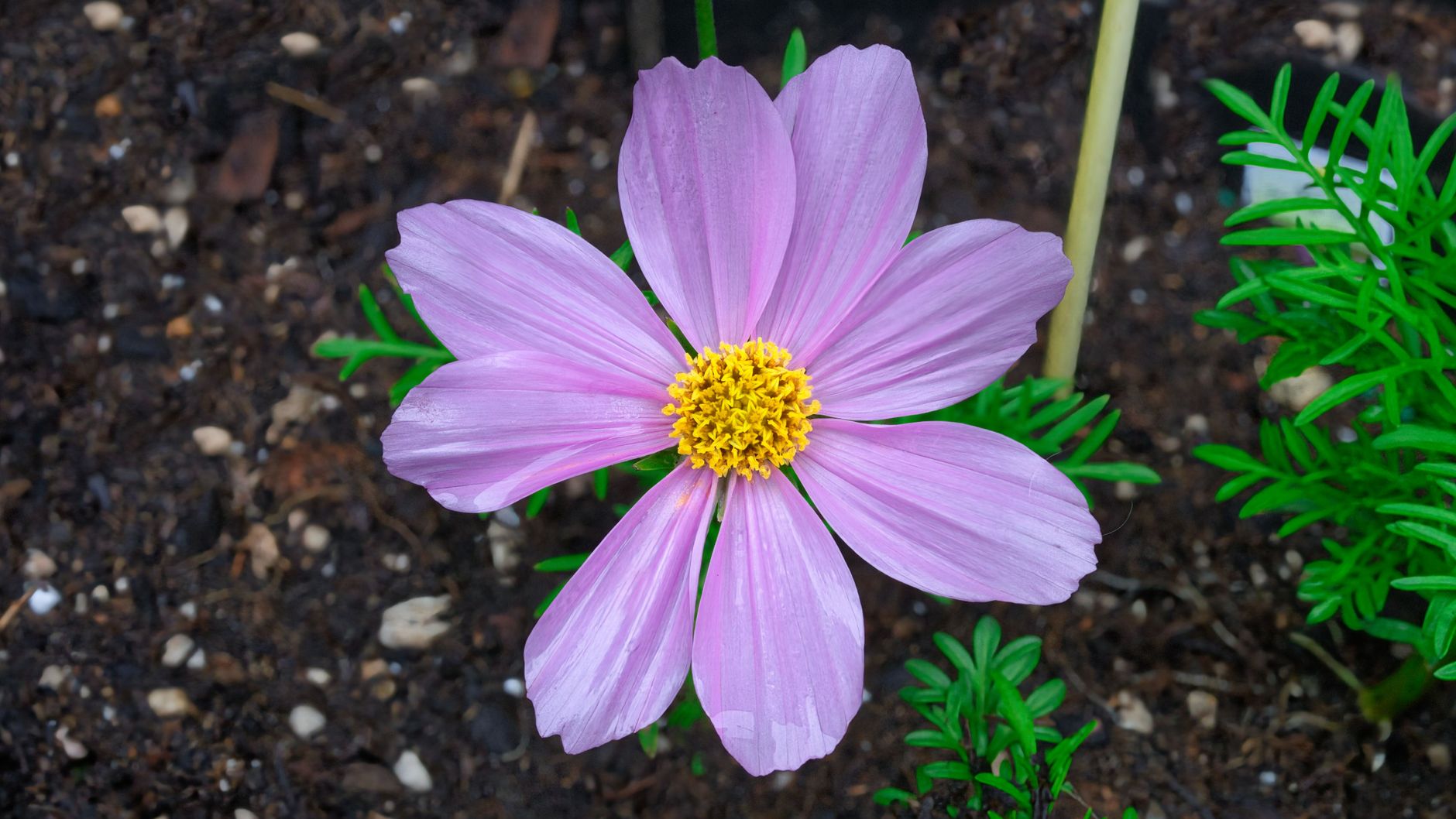 Cosmos troubleshooting