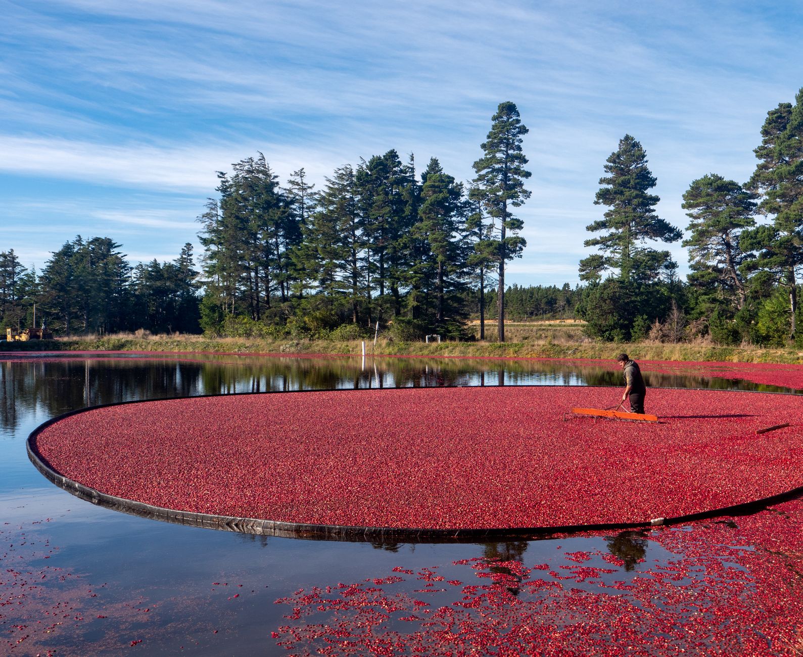 Harvesting cranberries