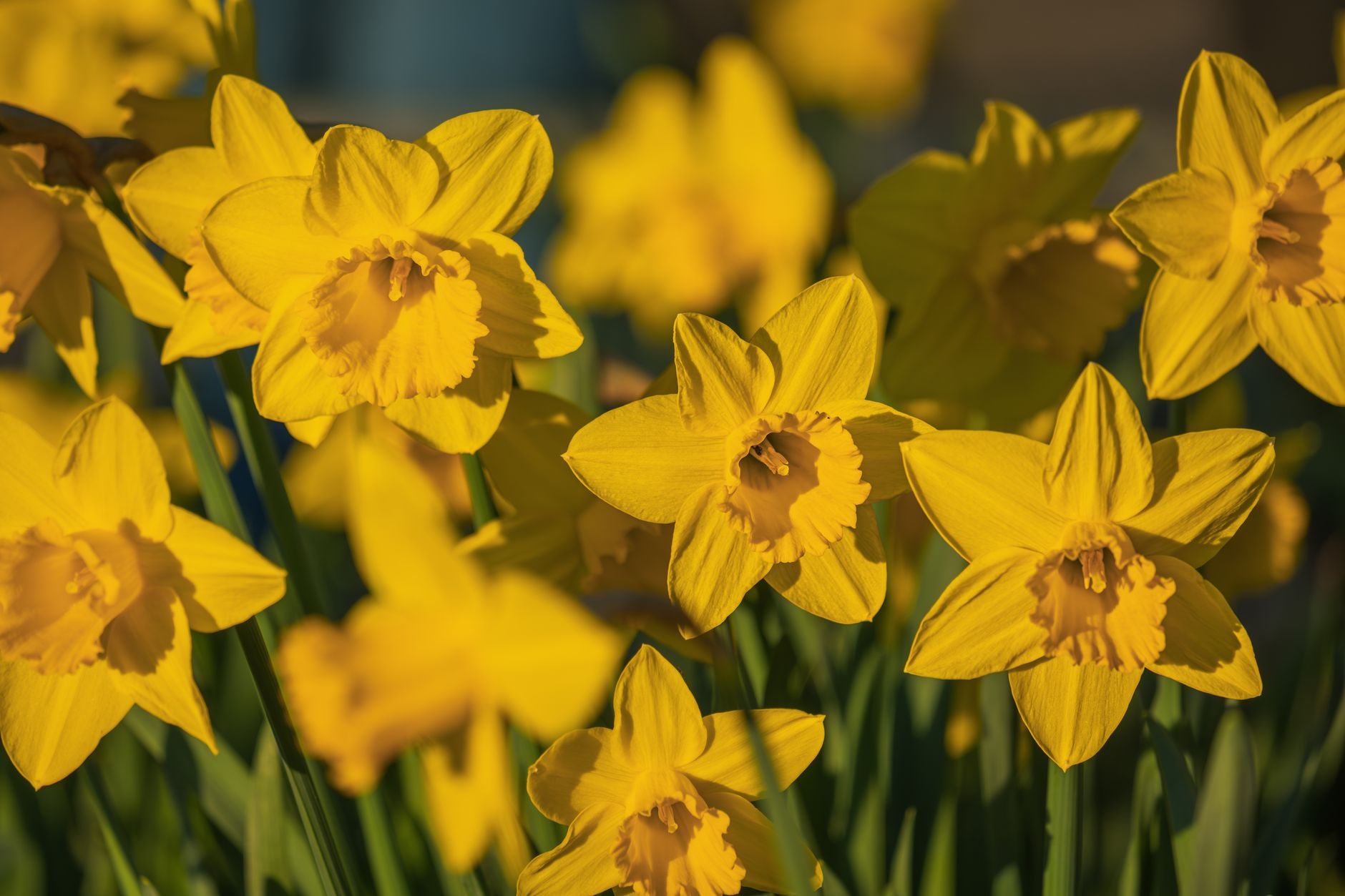 Daffodil varieties