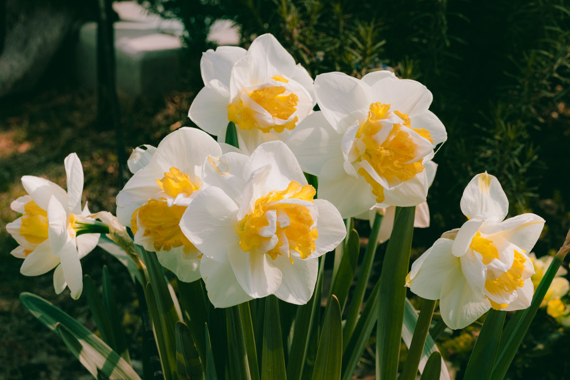 Daffodil location