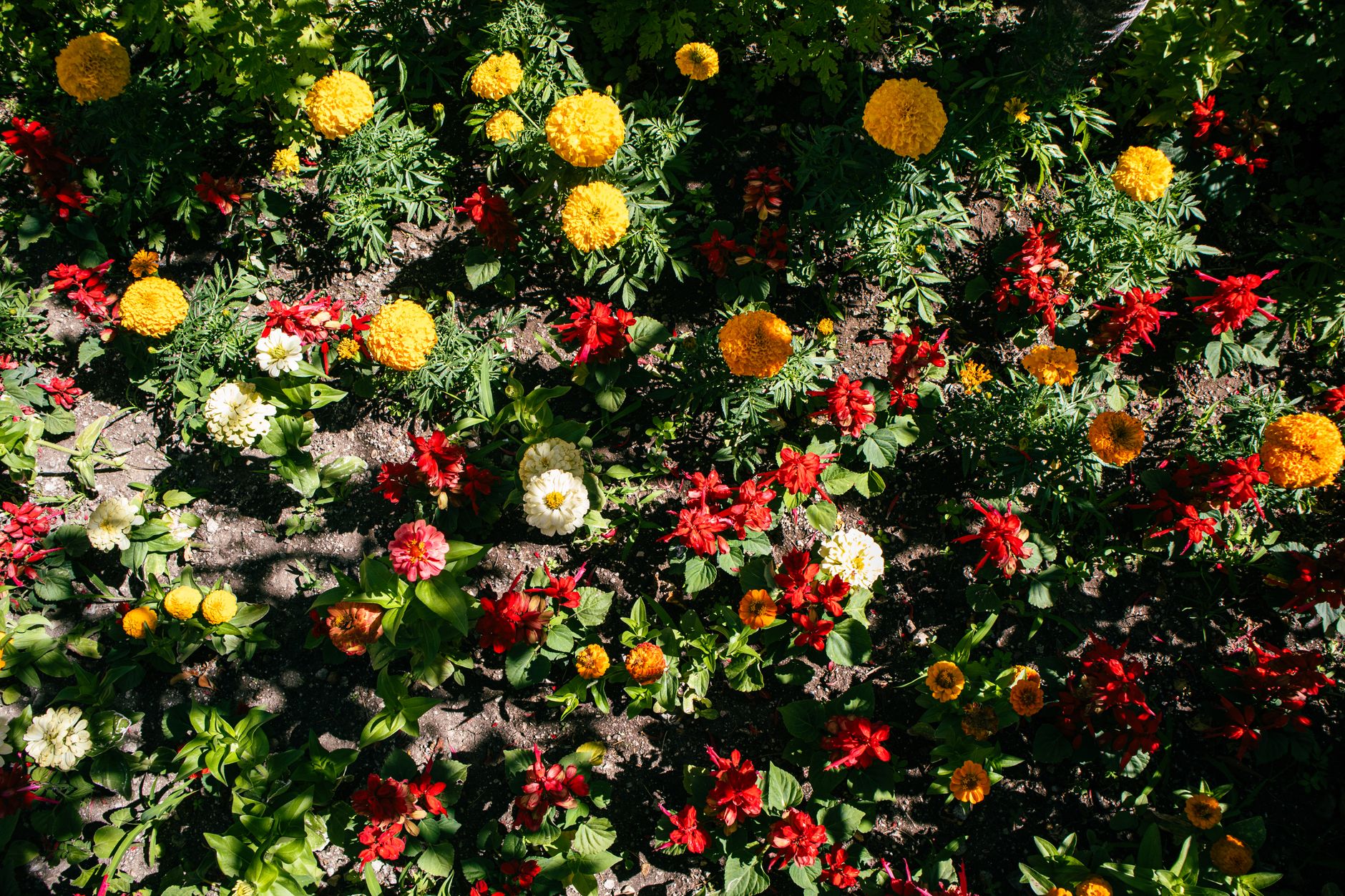 Dahlia planting site
