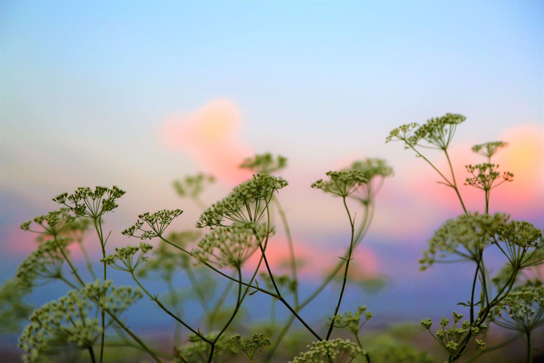Dill care