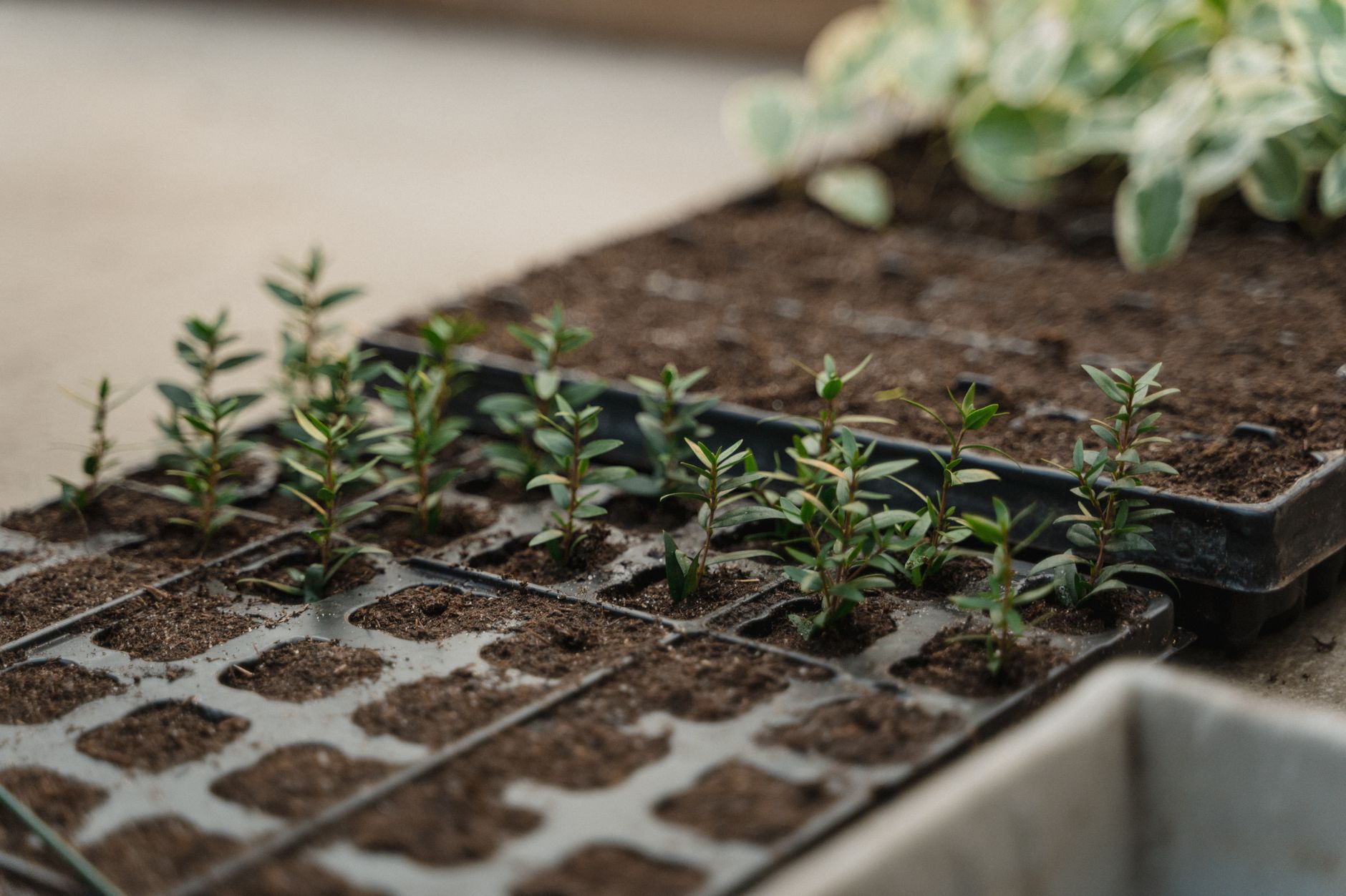 Eggplant seedlings indoors