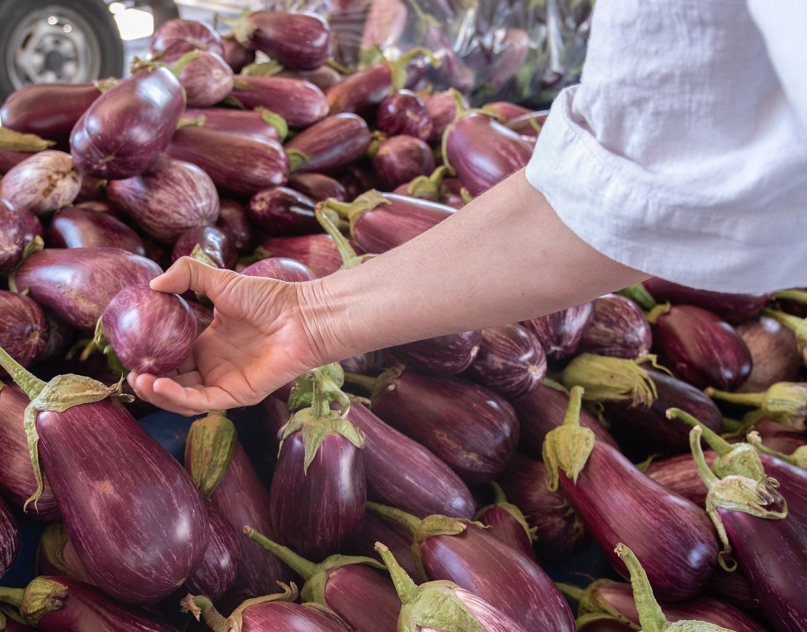 Assorted eggplant varieties