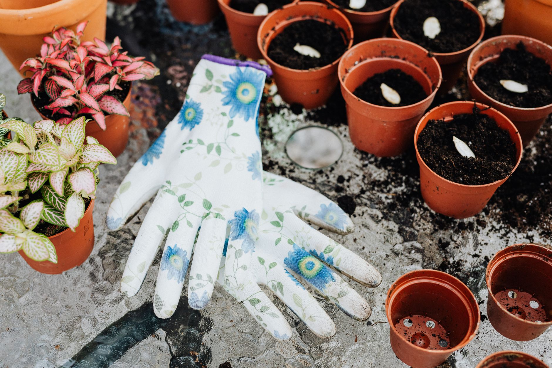 Preparing soil for eggplant