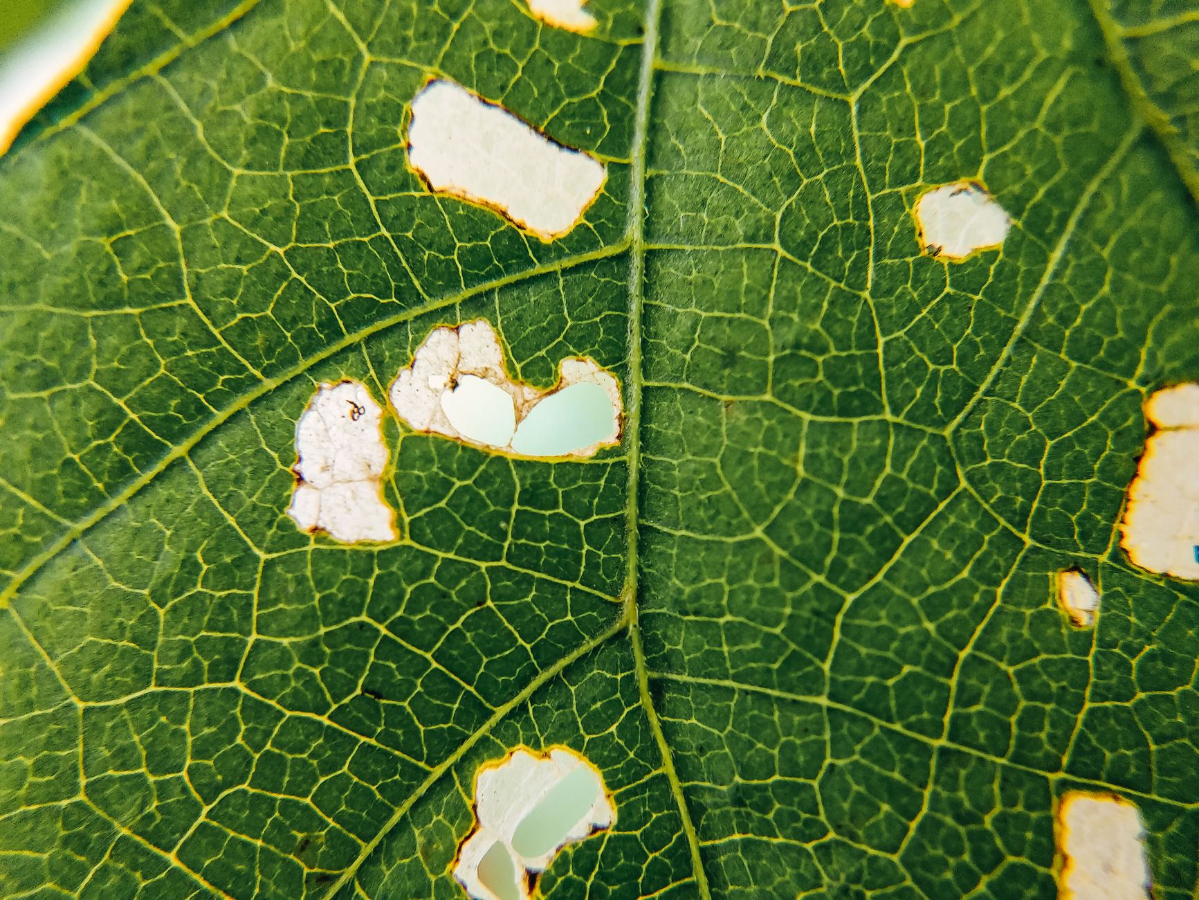 Row cover protecting eggplant