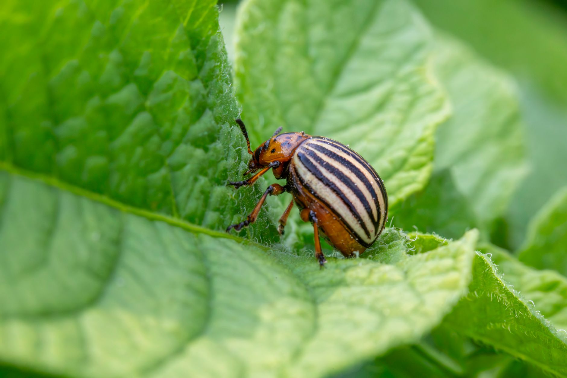 Colorado potato beetle on eggplant