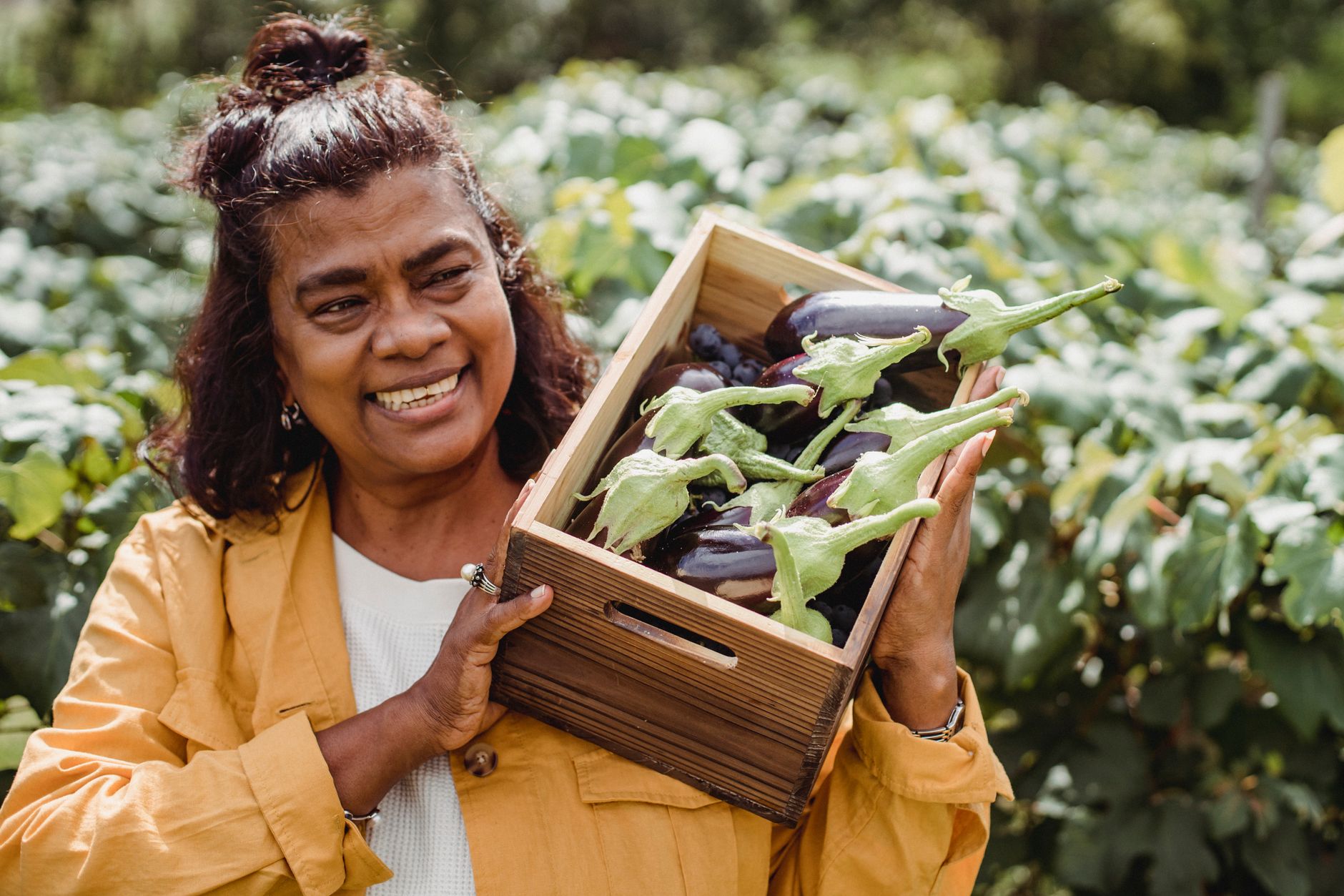 Harvesting a glossy eggplant