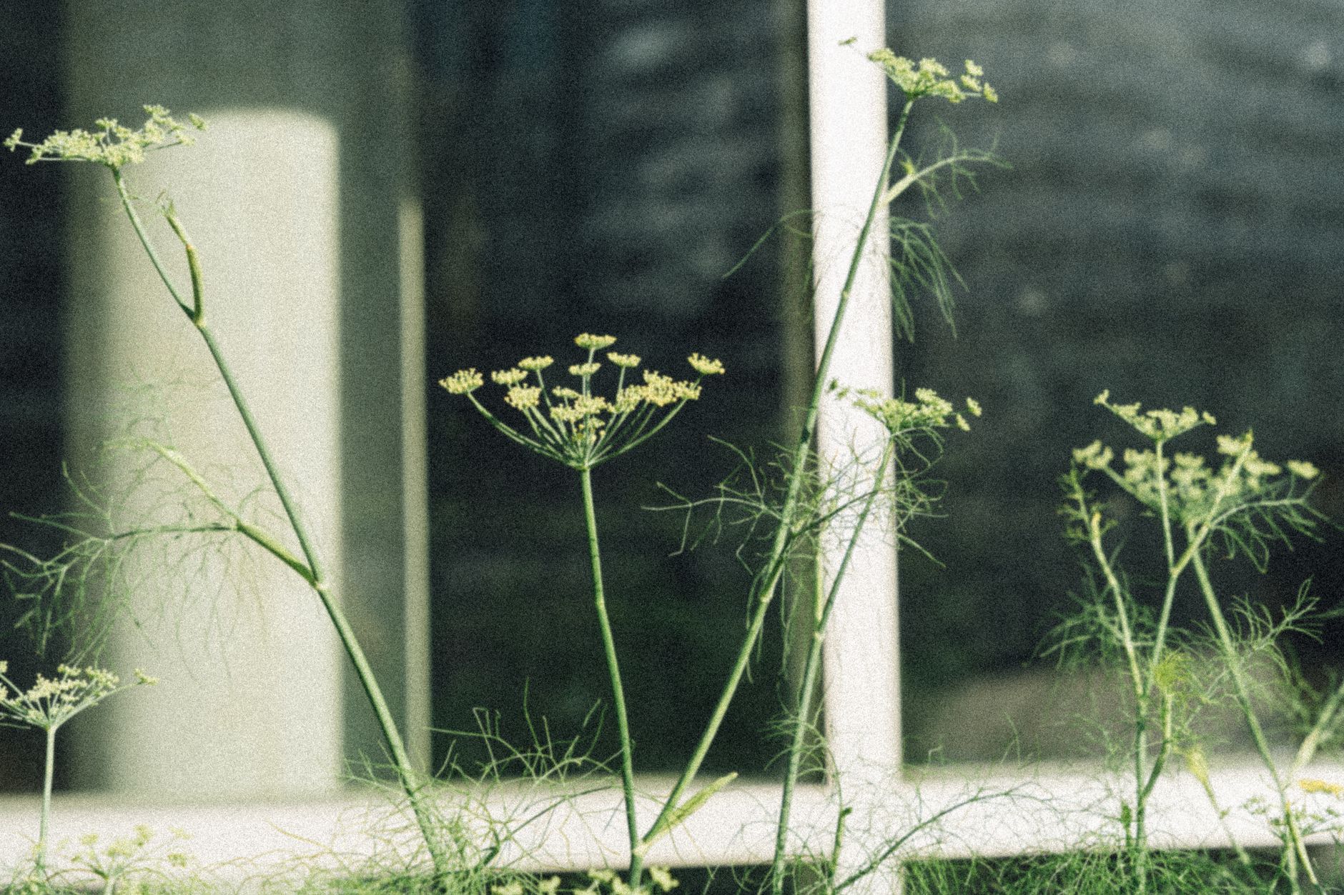 Watering fennel consistently