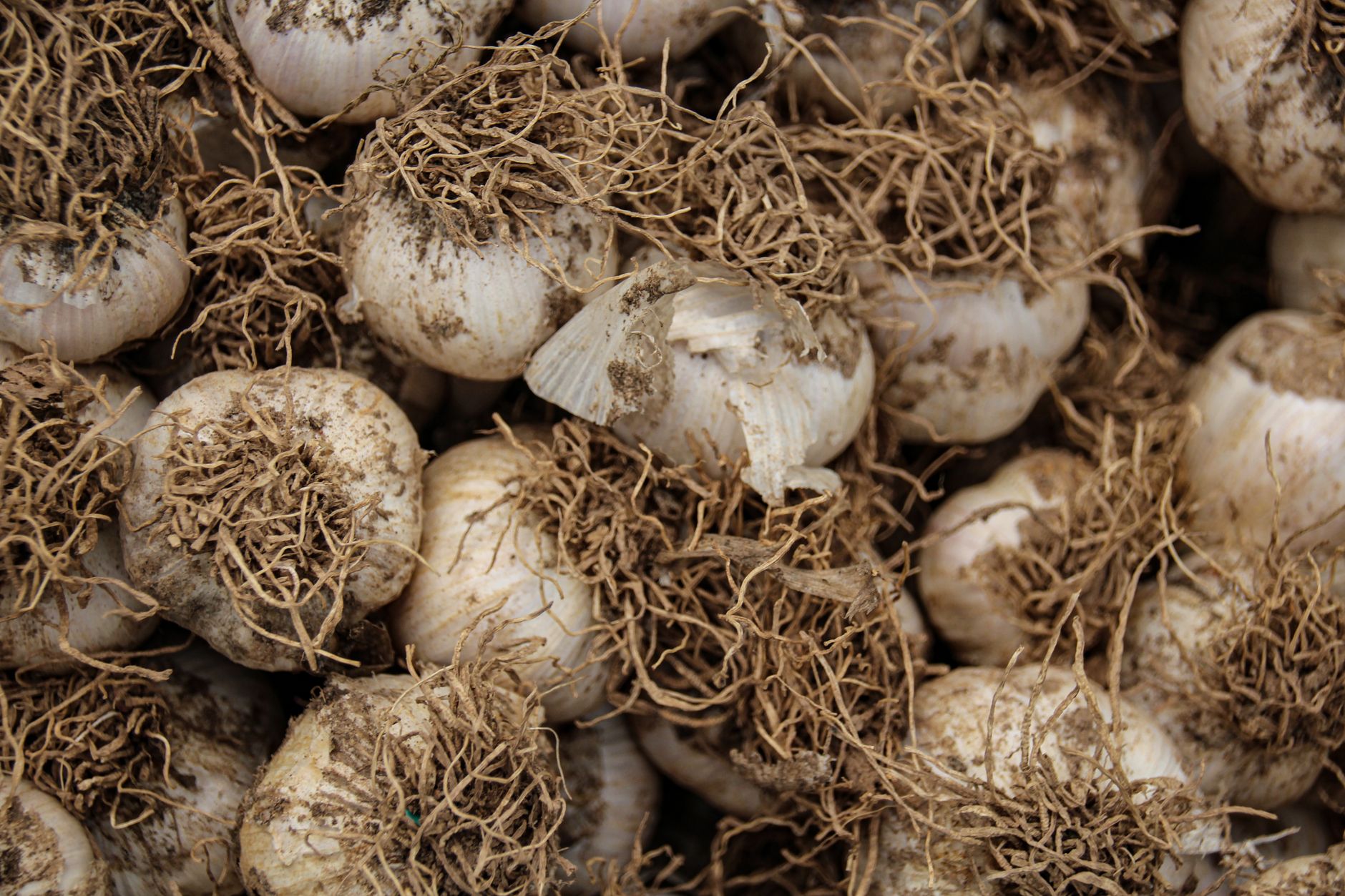 Healthy garlic plants in the garden