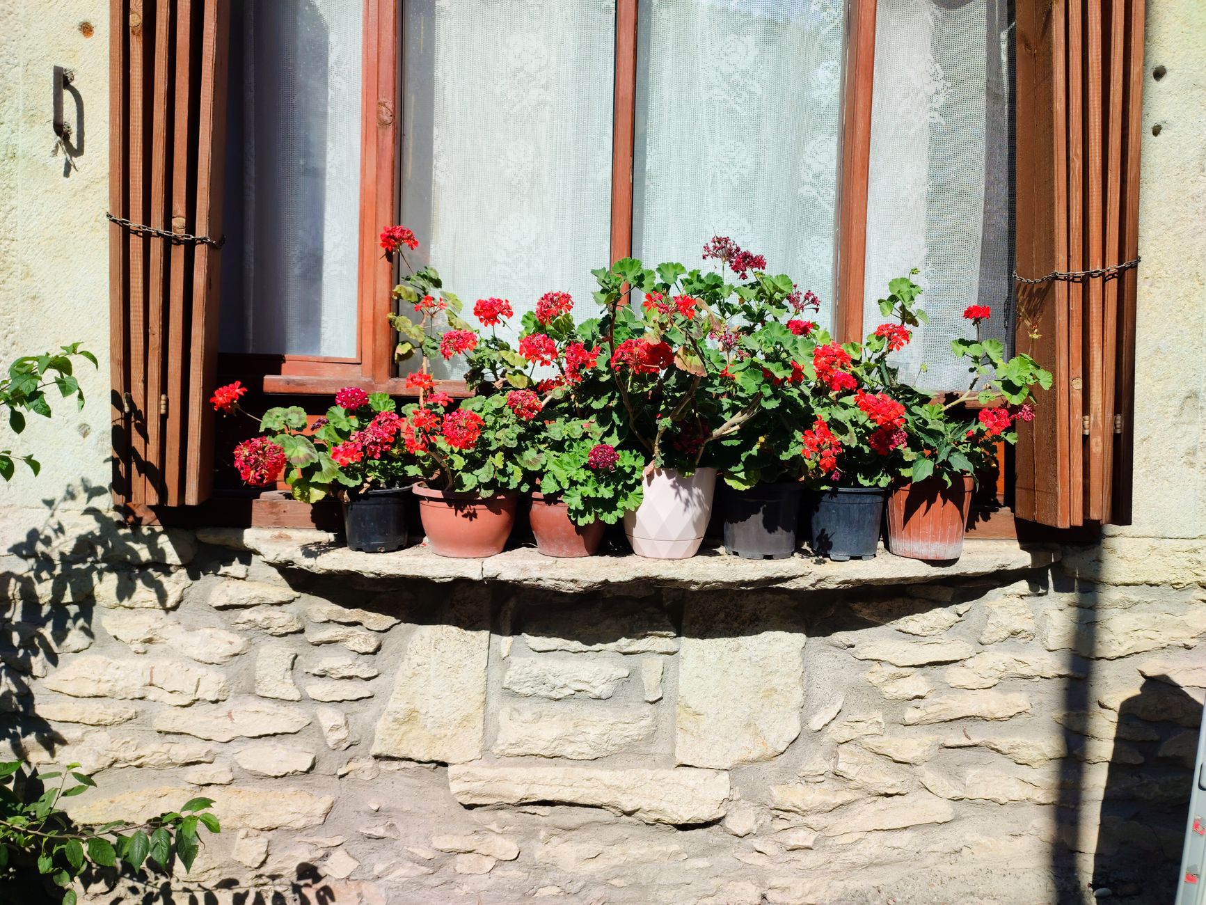 Geranium location