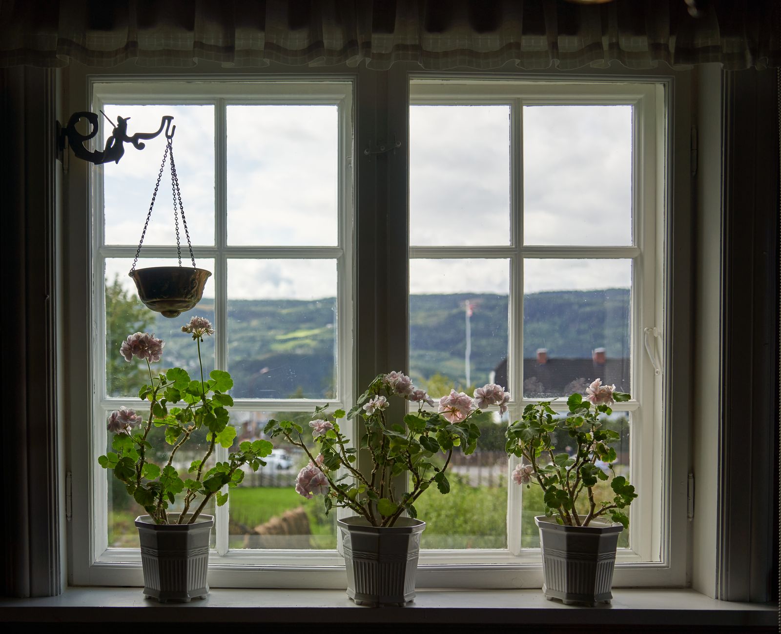 Geranium planting depth