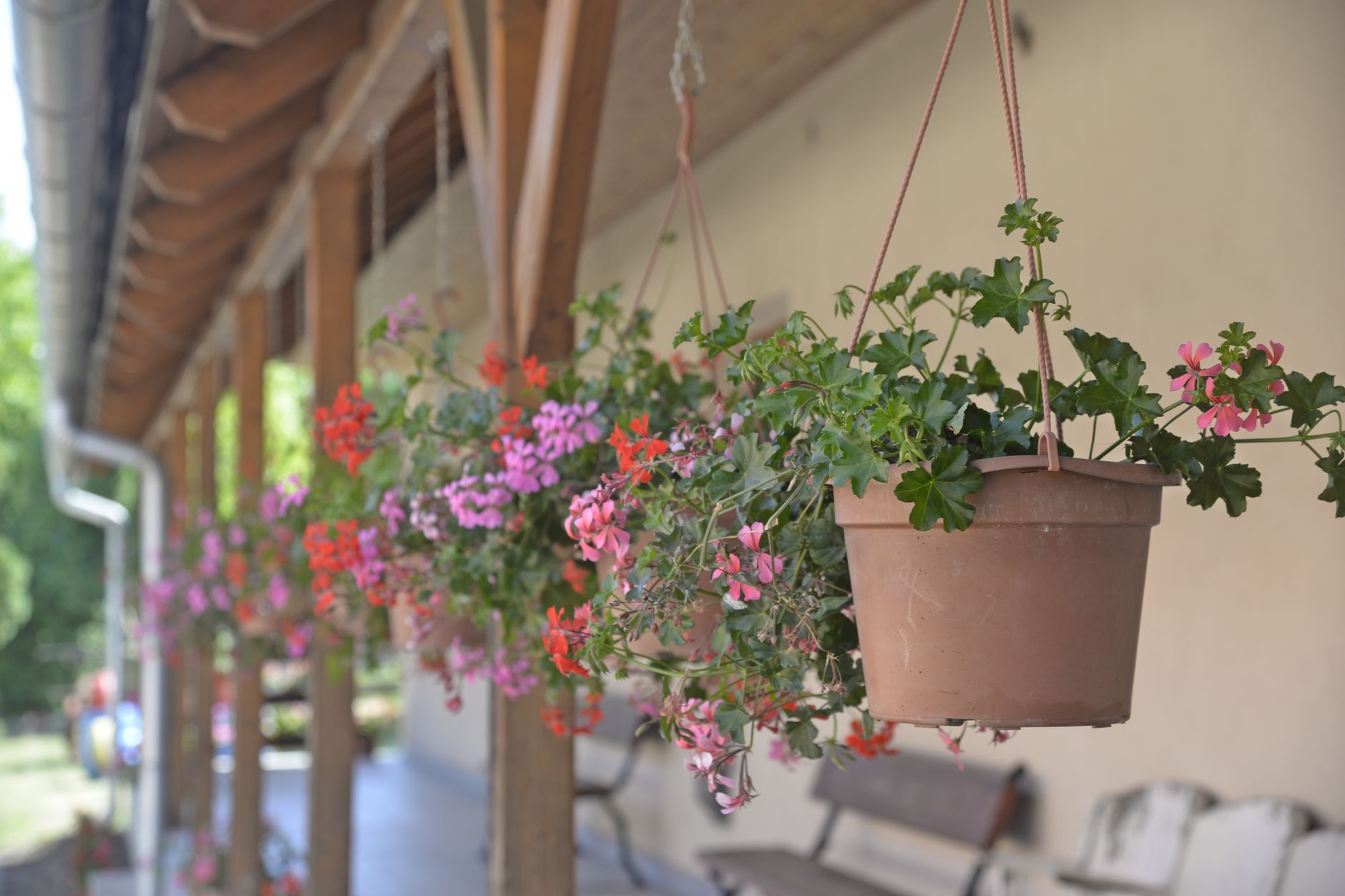 Geranium fertilizing