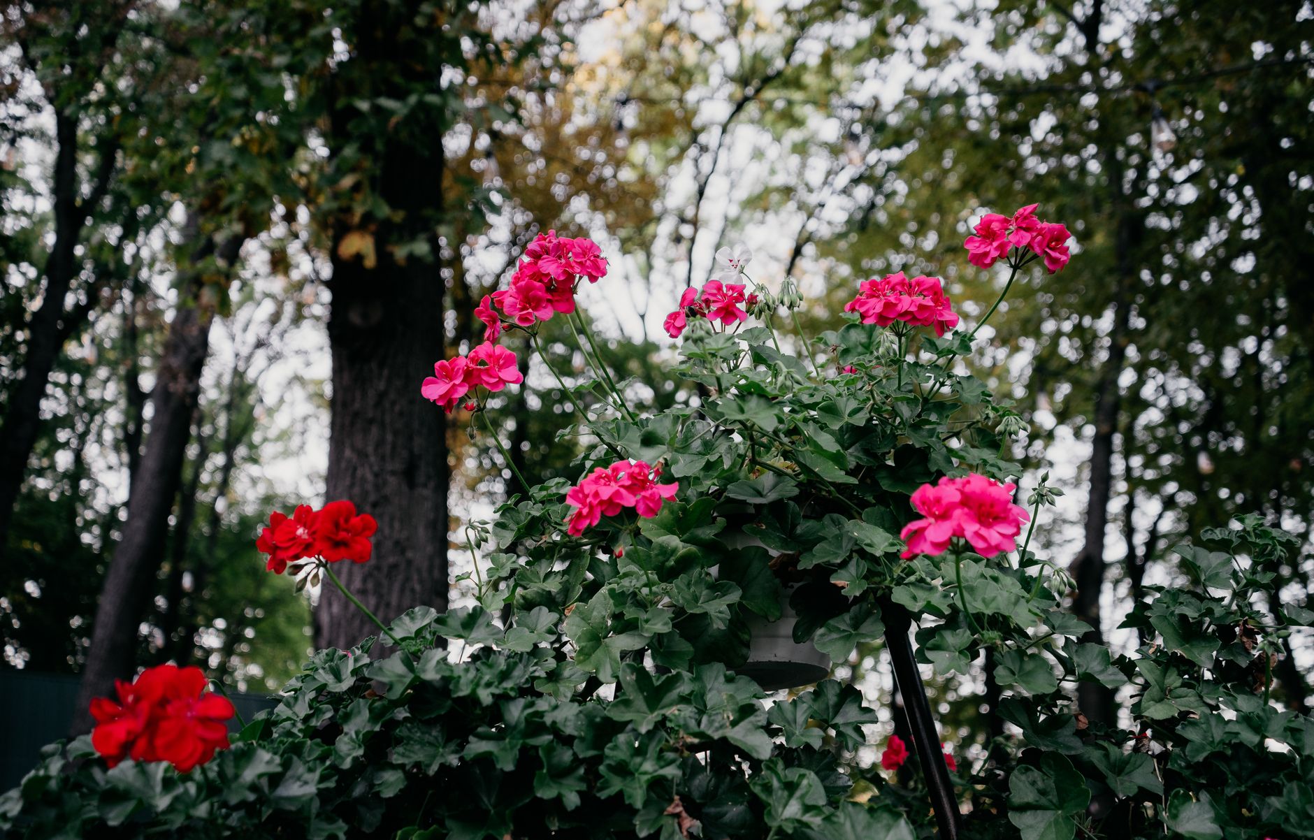 Geranium troubleshooting