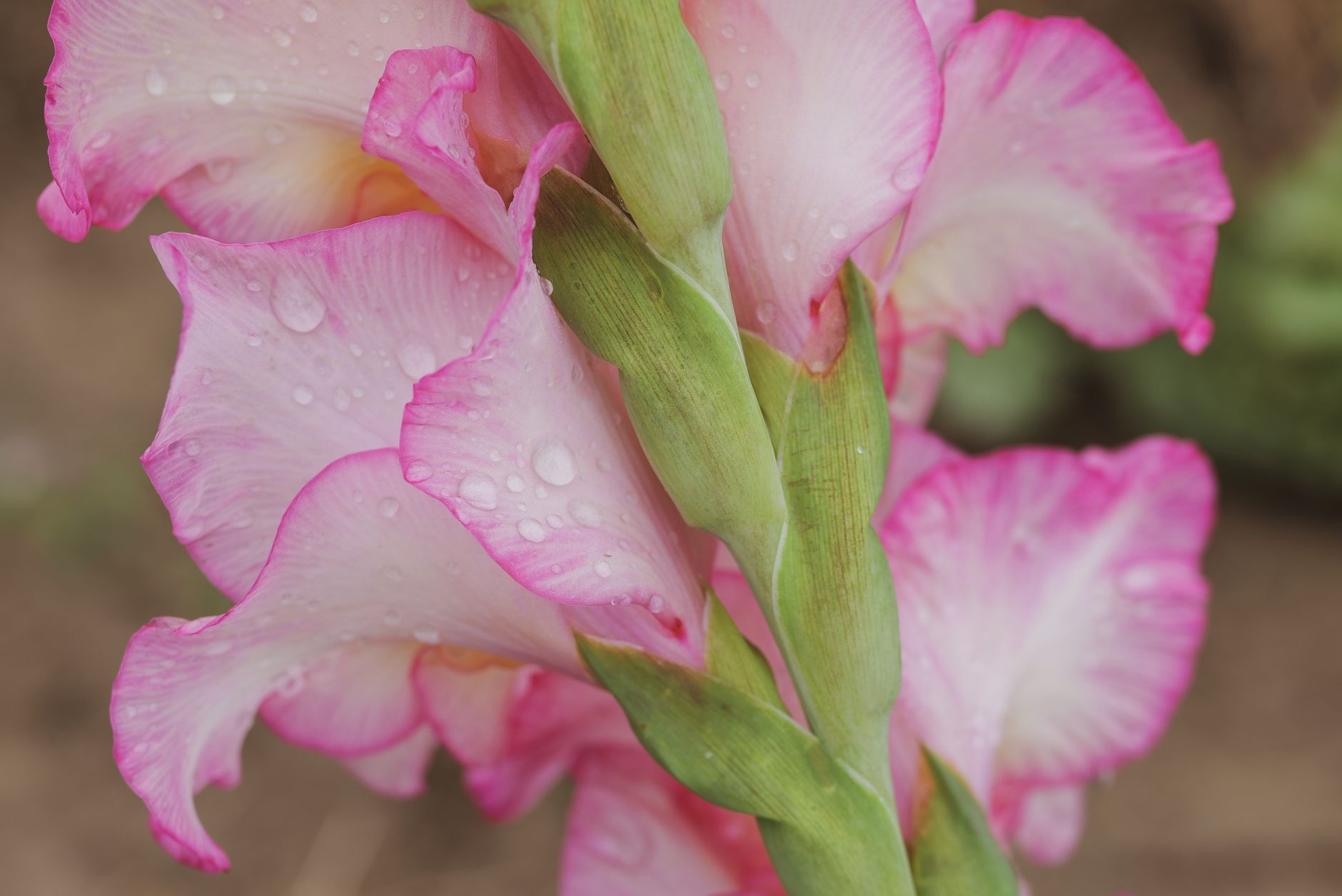 Gladiolus varieties