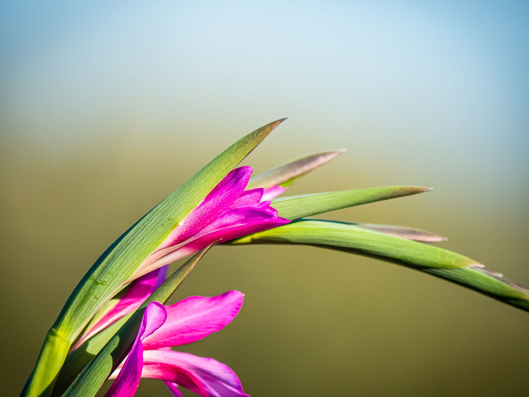 Gladiolus planting depth