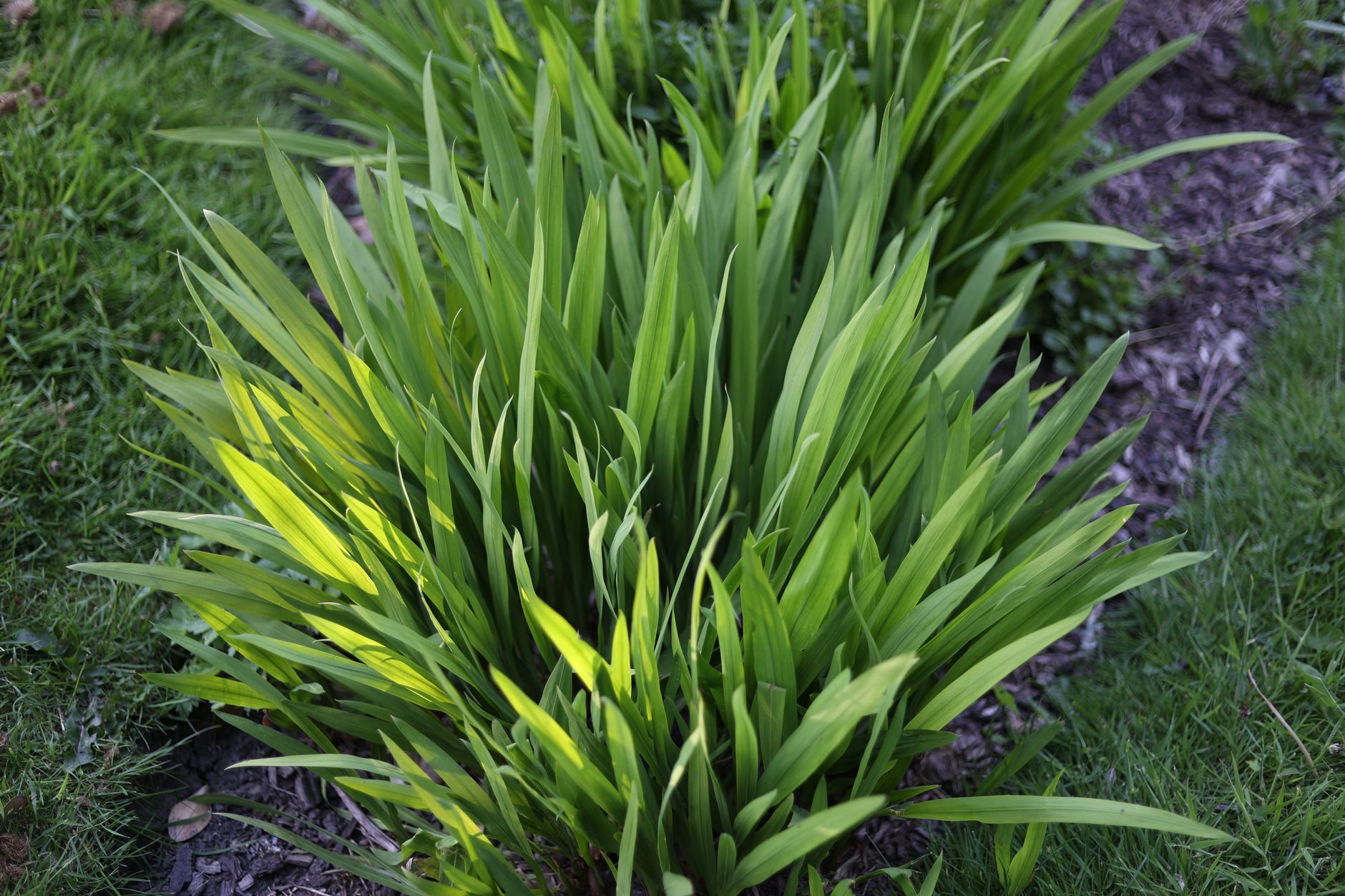 Succession planting