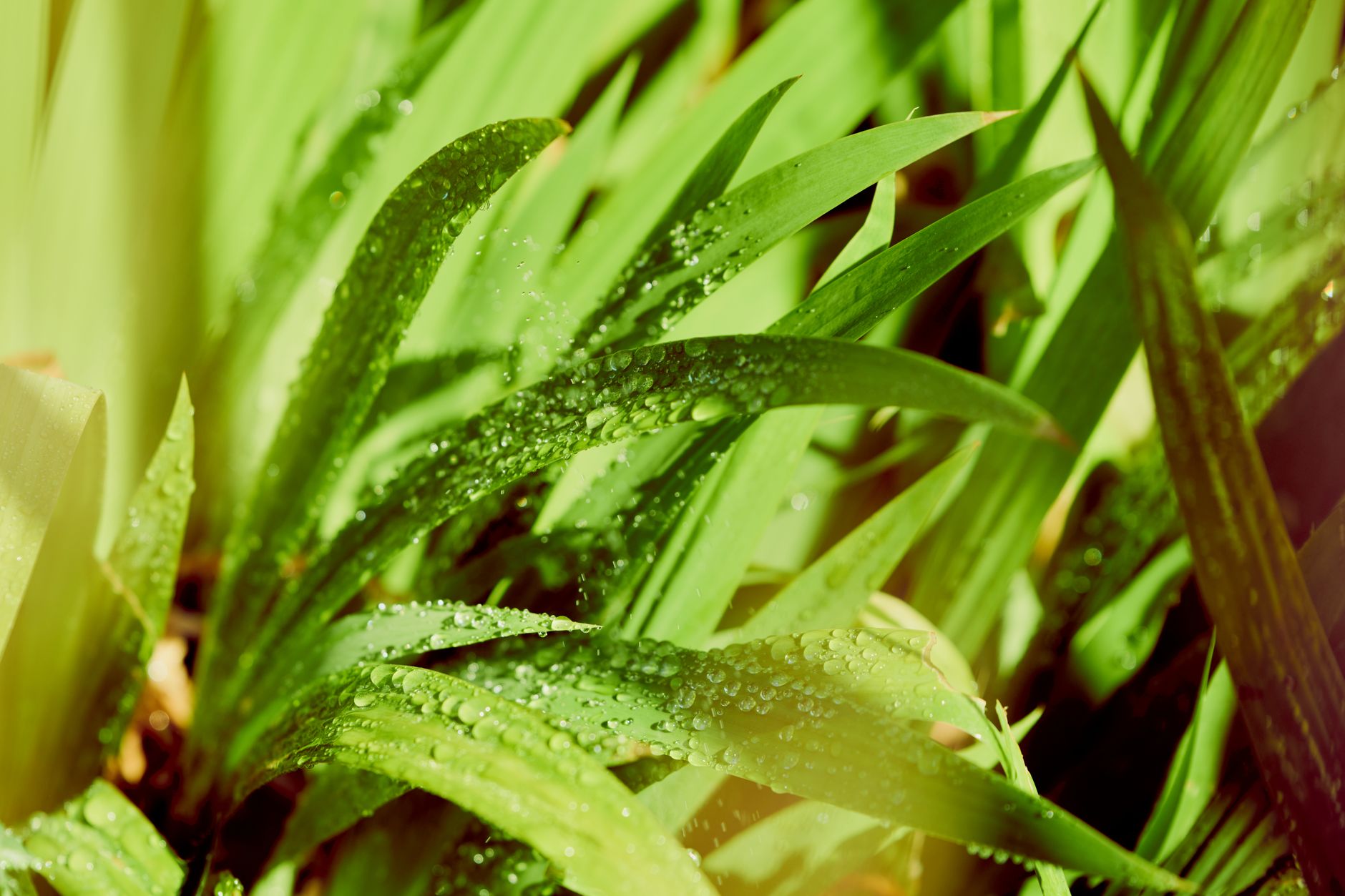 Gladiolus care