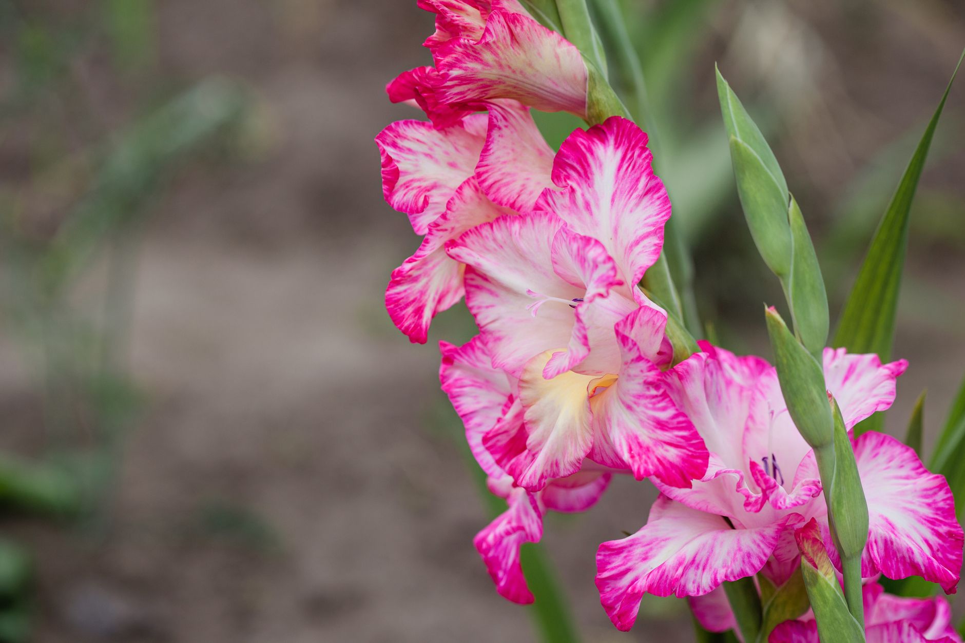 Gladiolus support