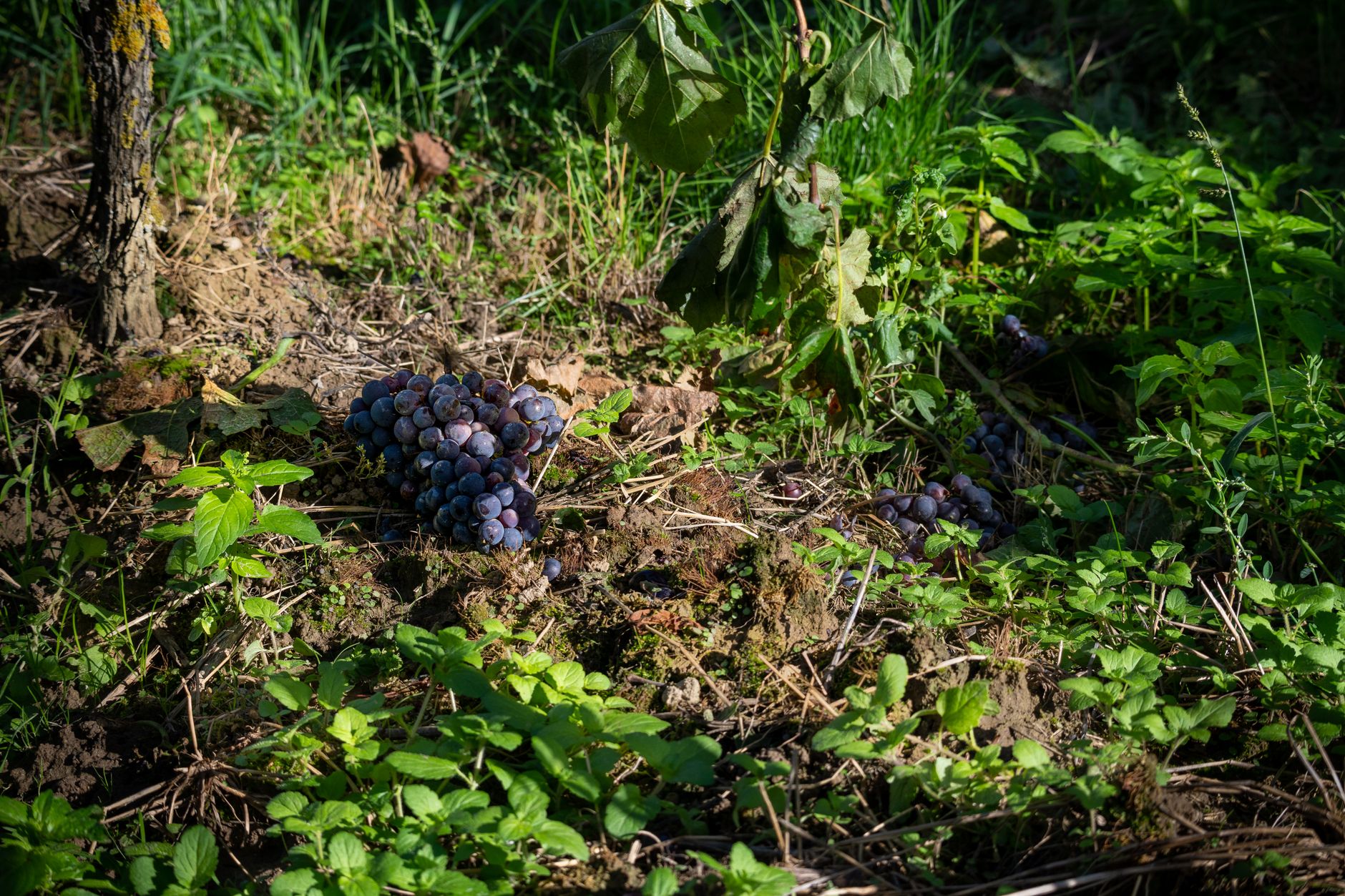 Grape planting site