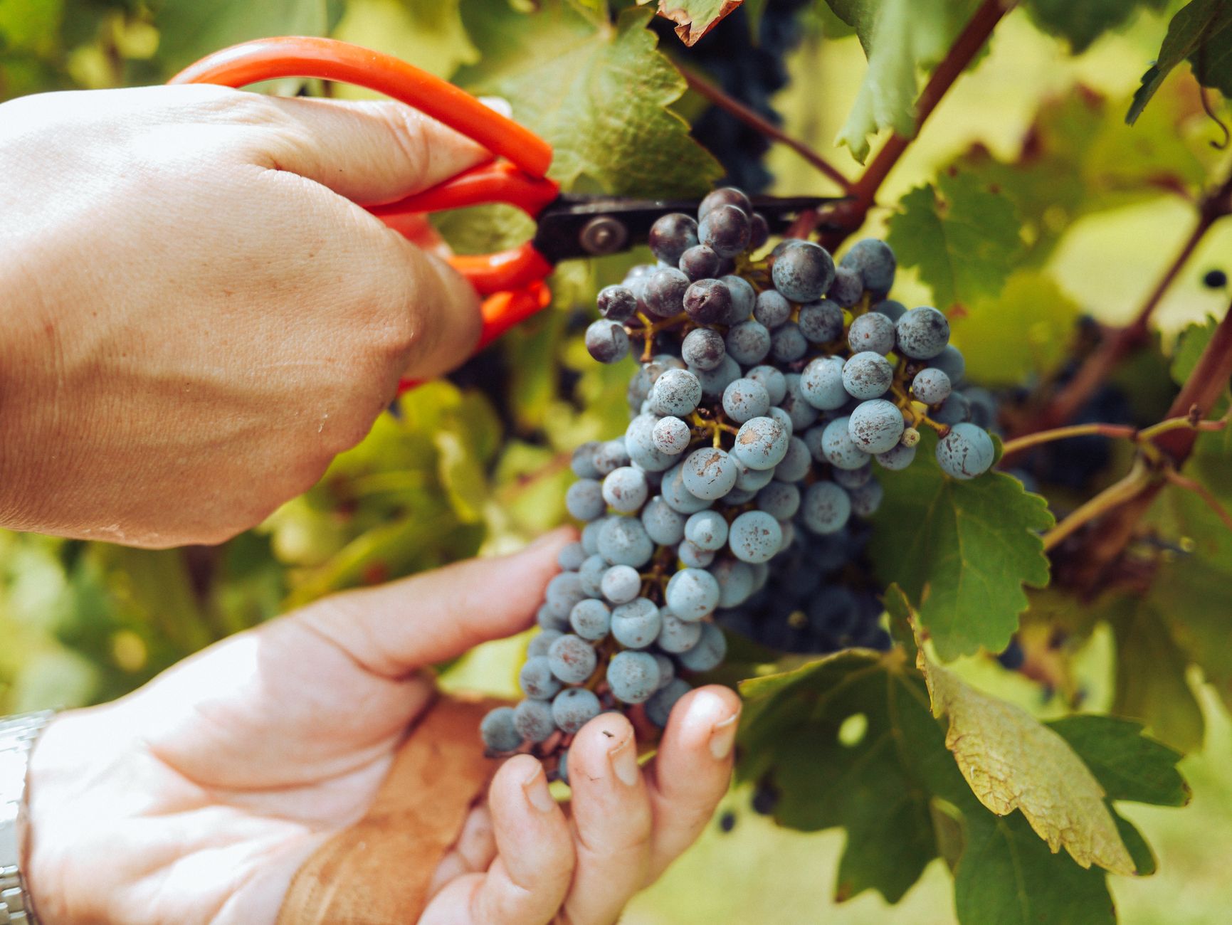 Pruning grapes