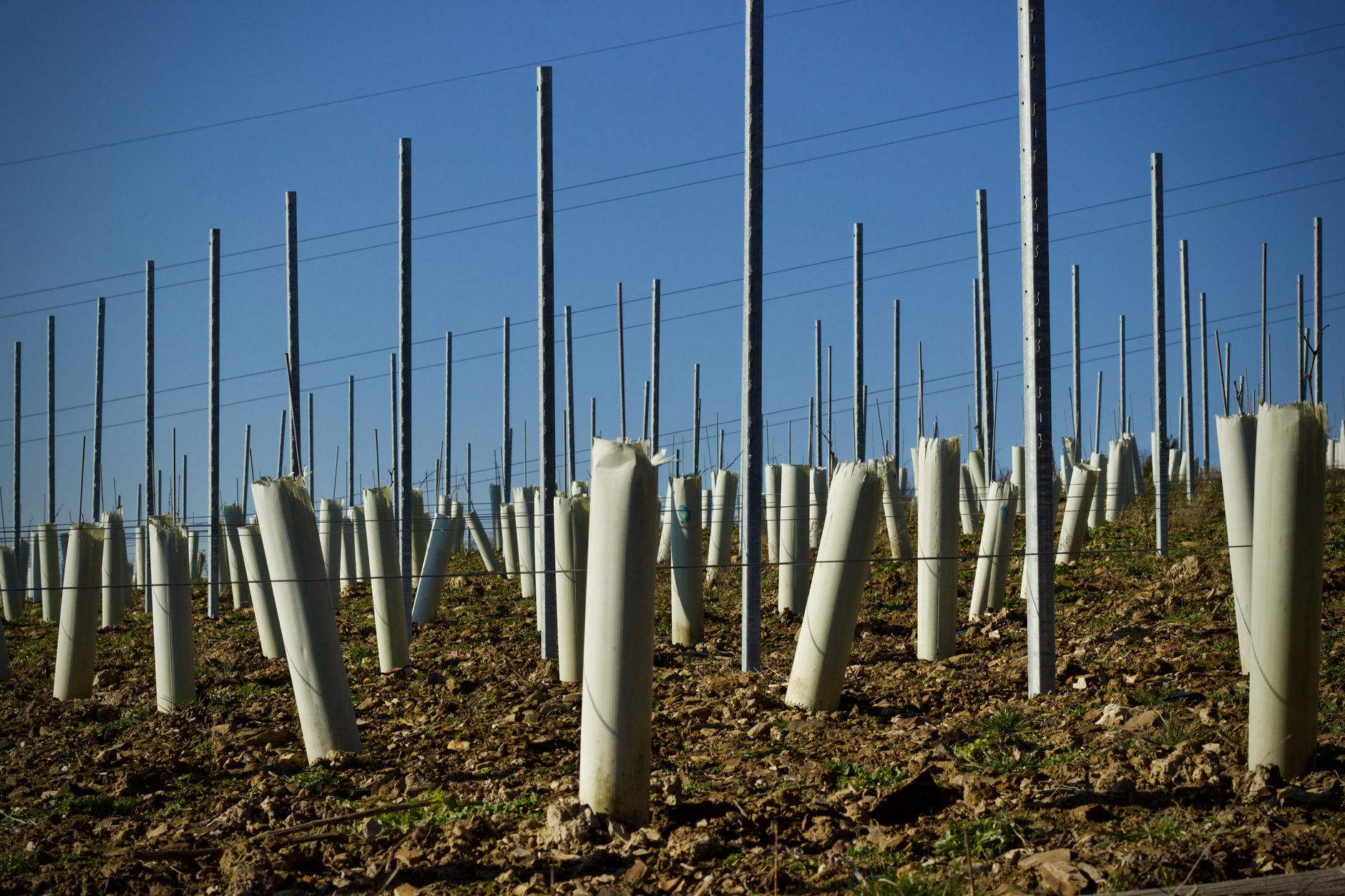 Grape pest protection
