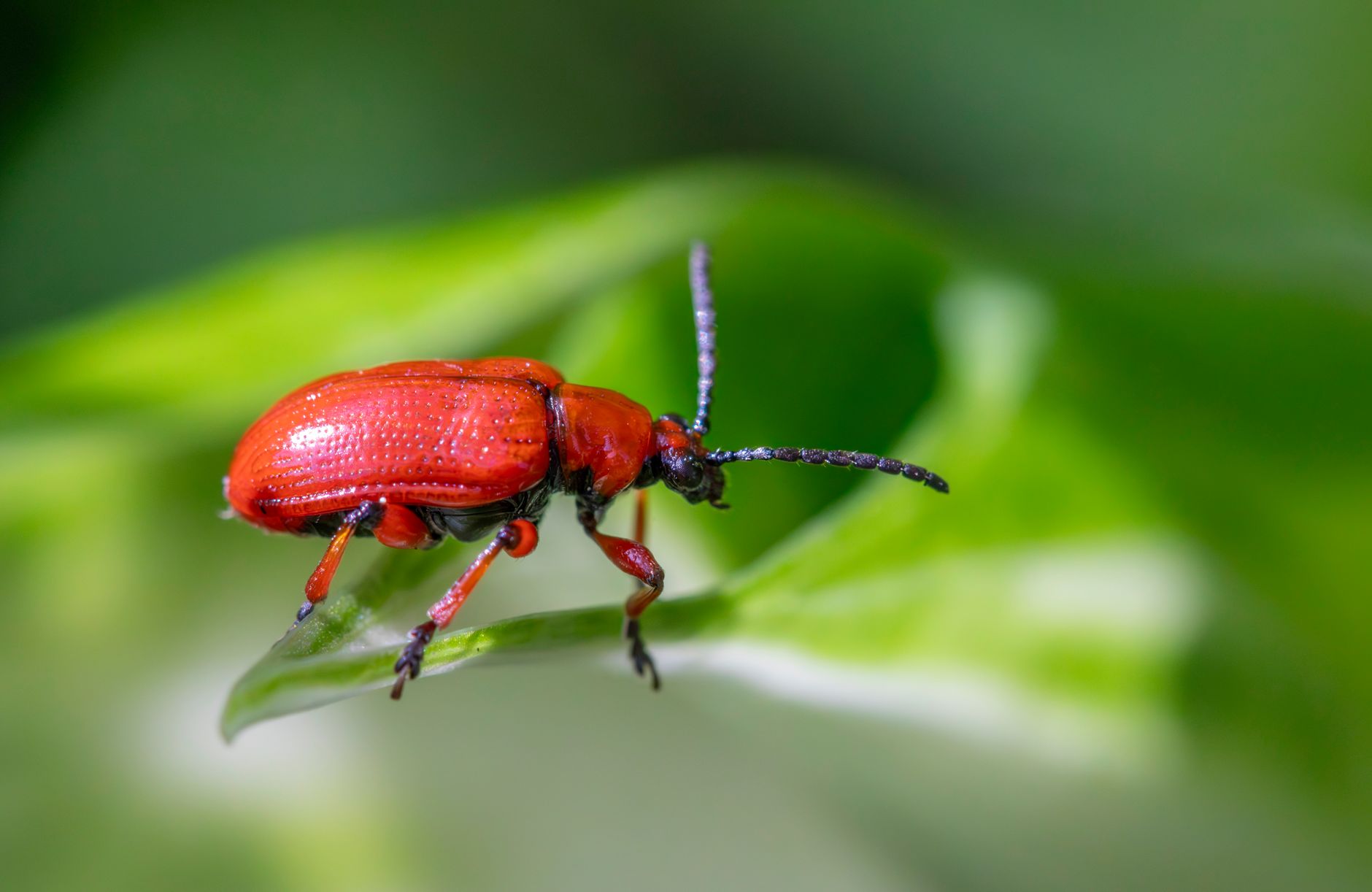 Mexican bean beetle on leaves
