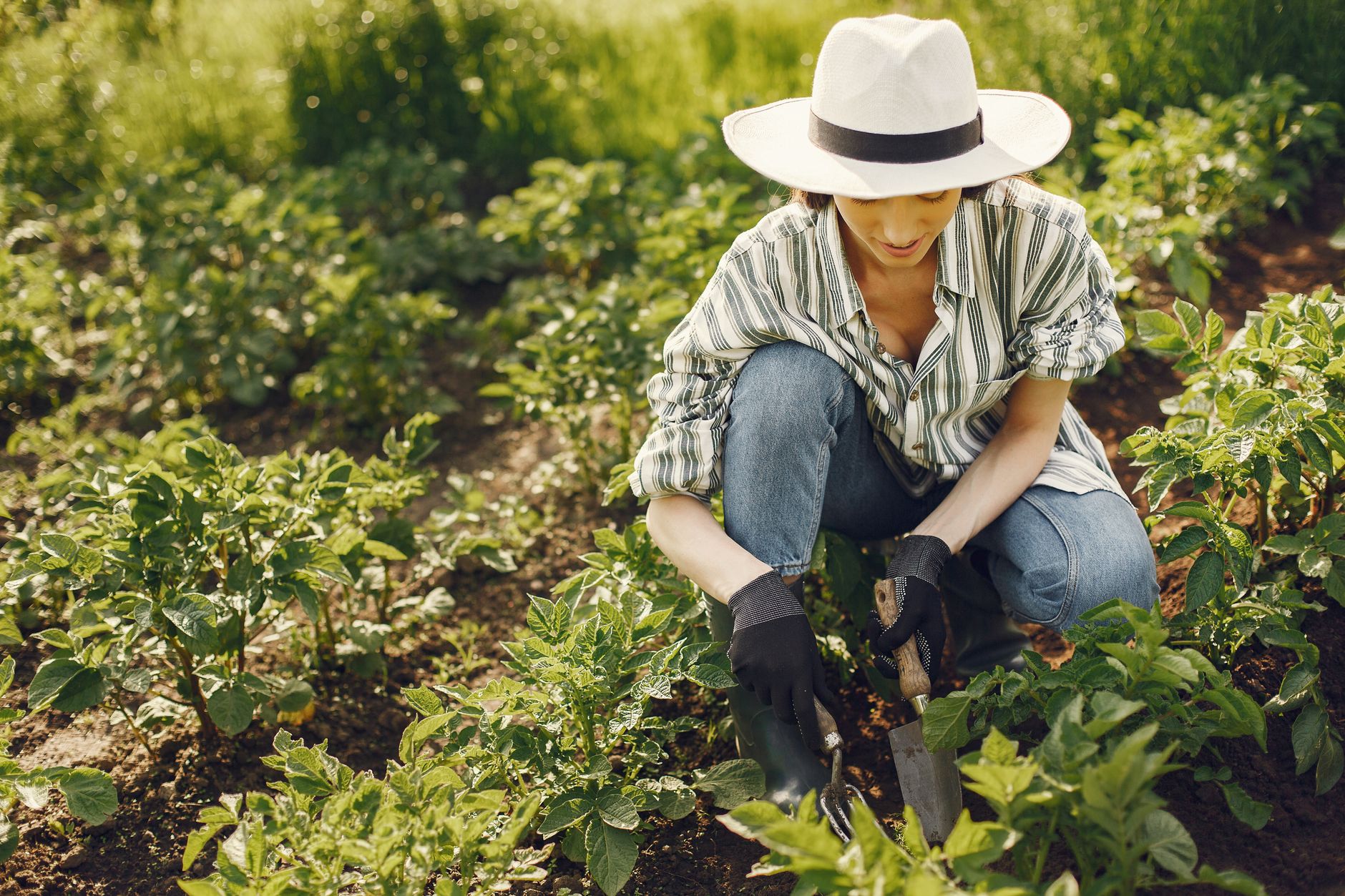 Spreading horseradish patch