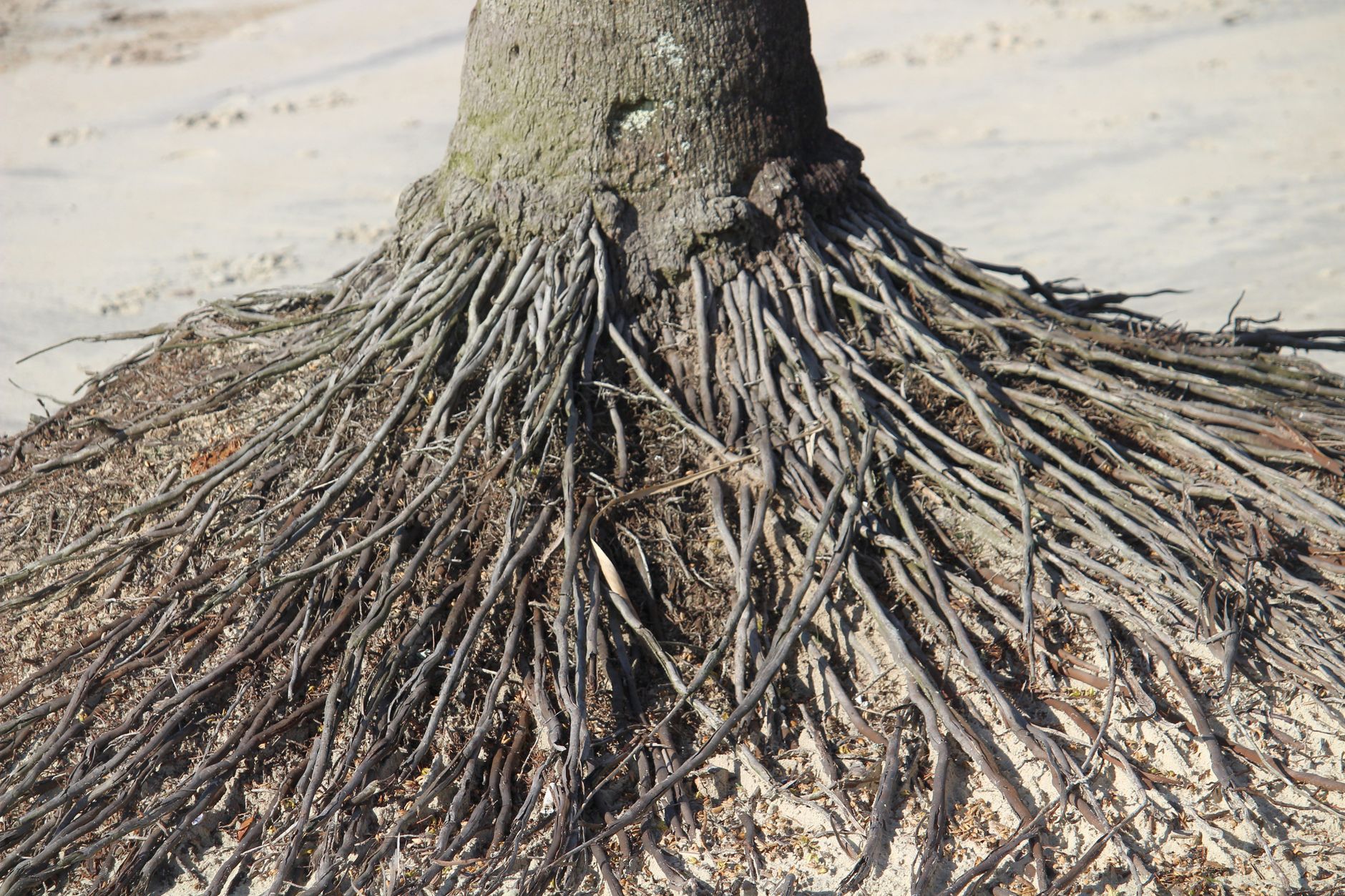 Planting a horseradish root cutting