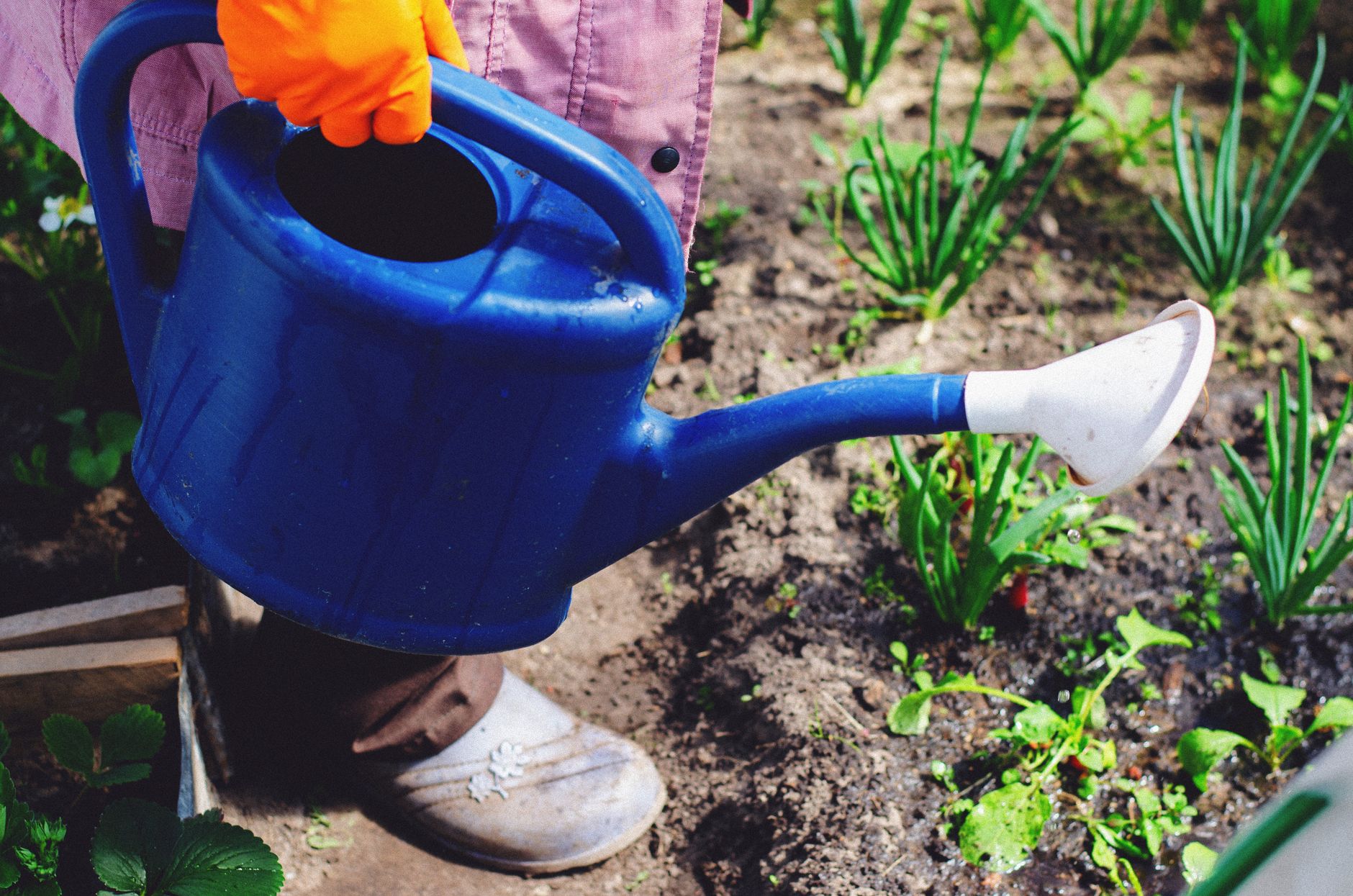 Watering a horseradish plant