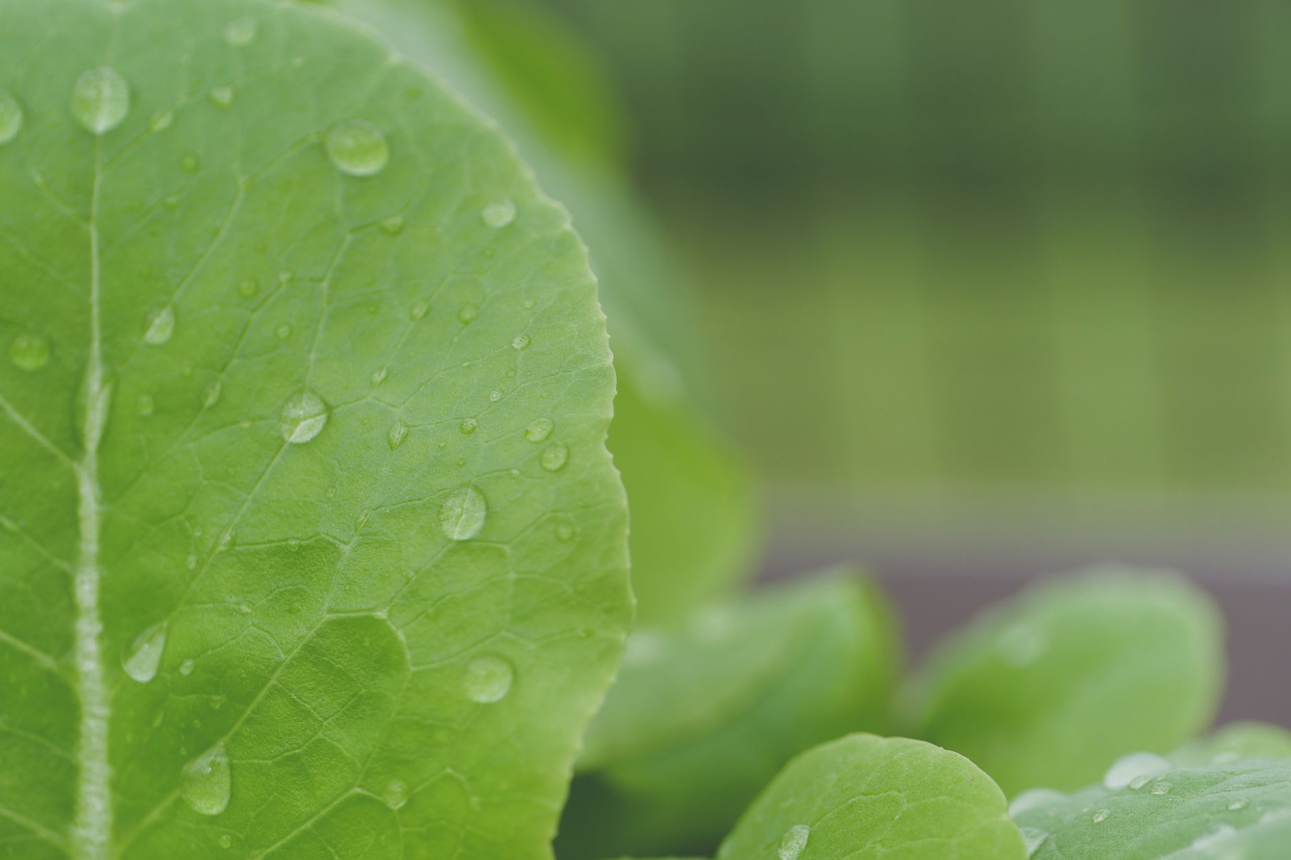 Healthy horseradish leaves