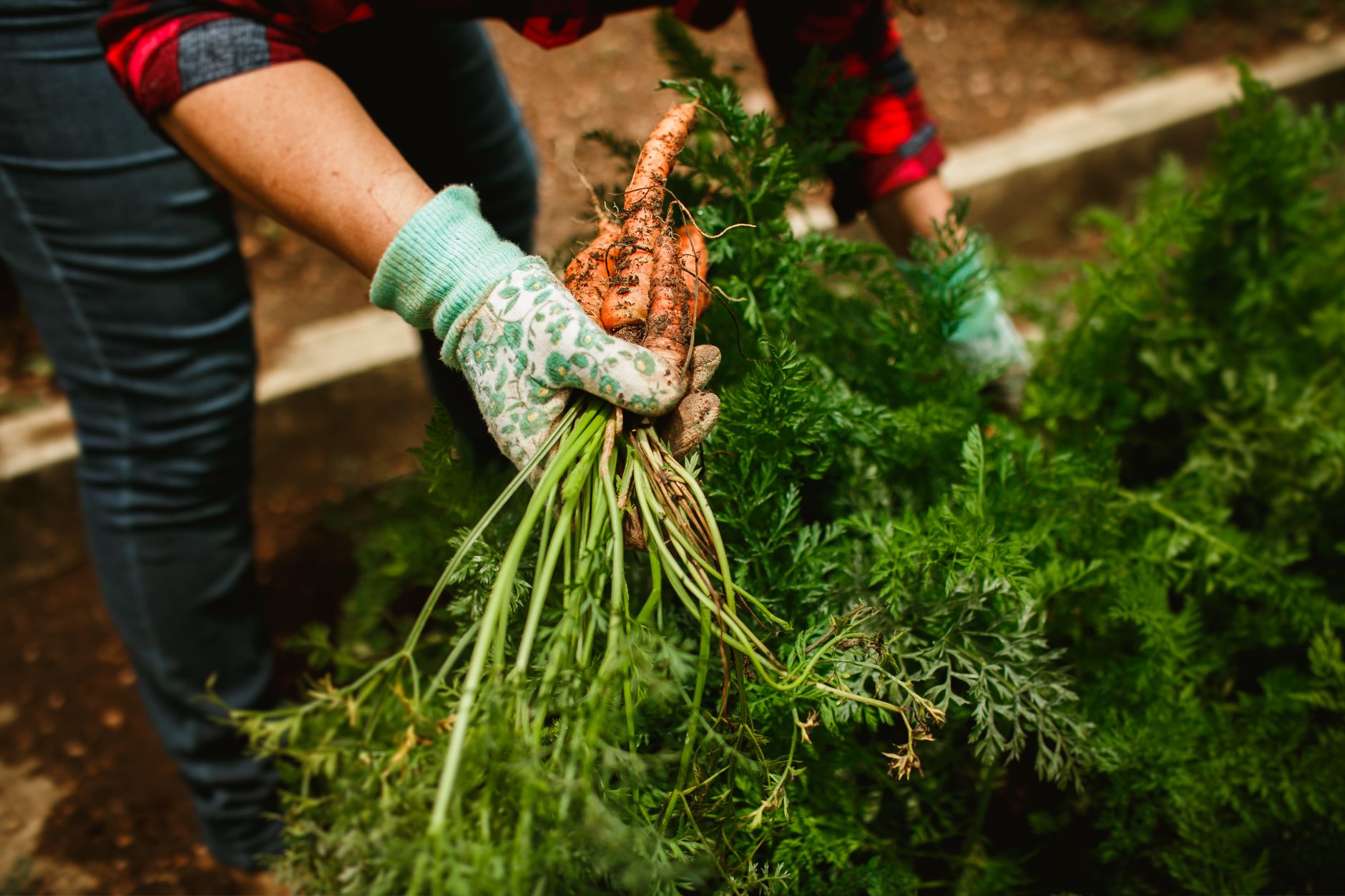 Digging up a horseradish root