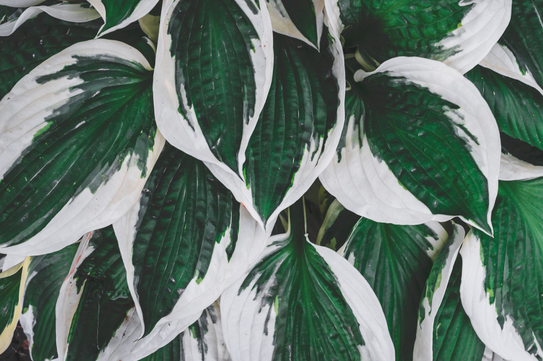 Hosta planting site