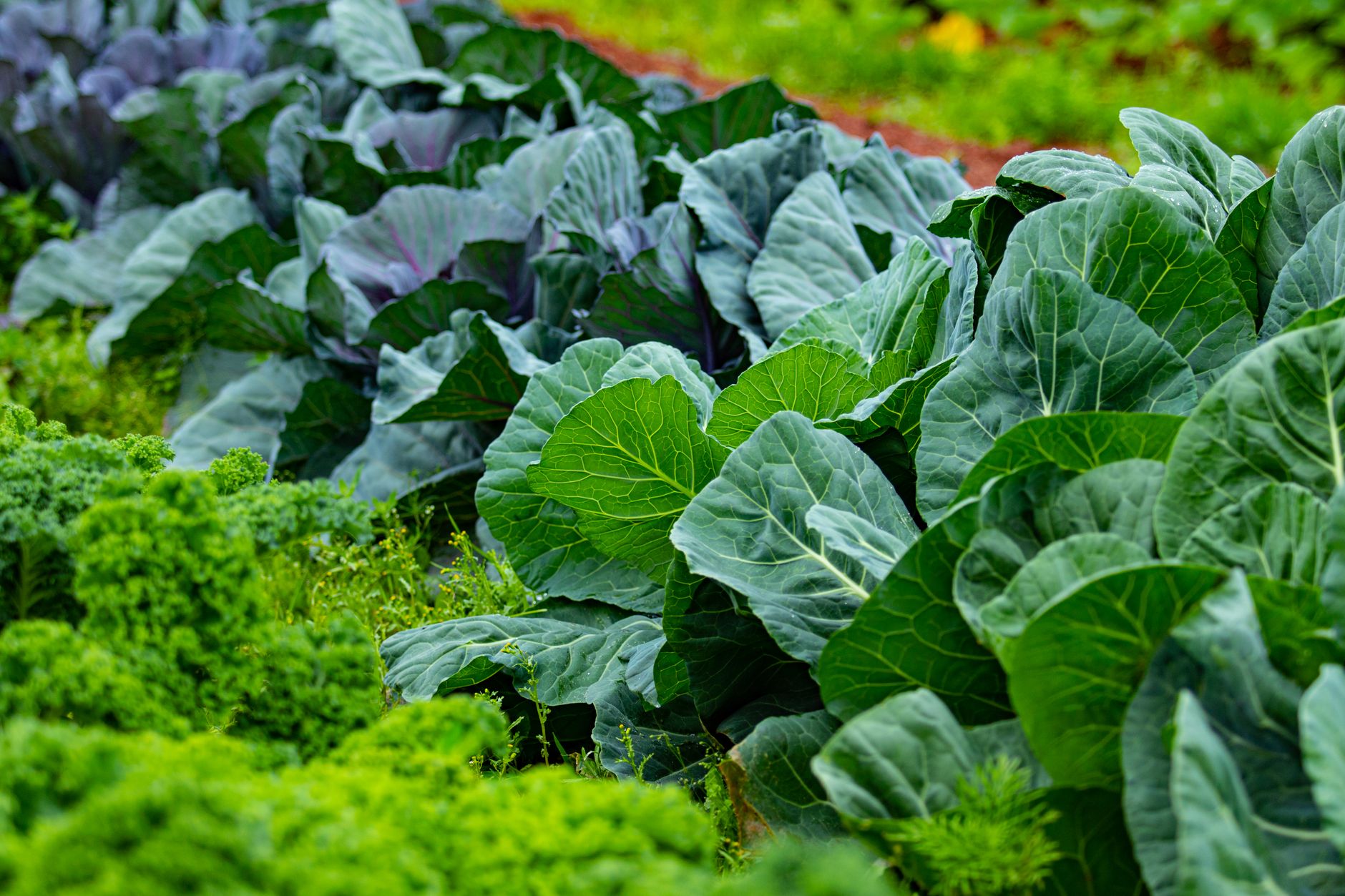 Row cover protecting kale