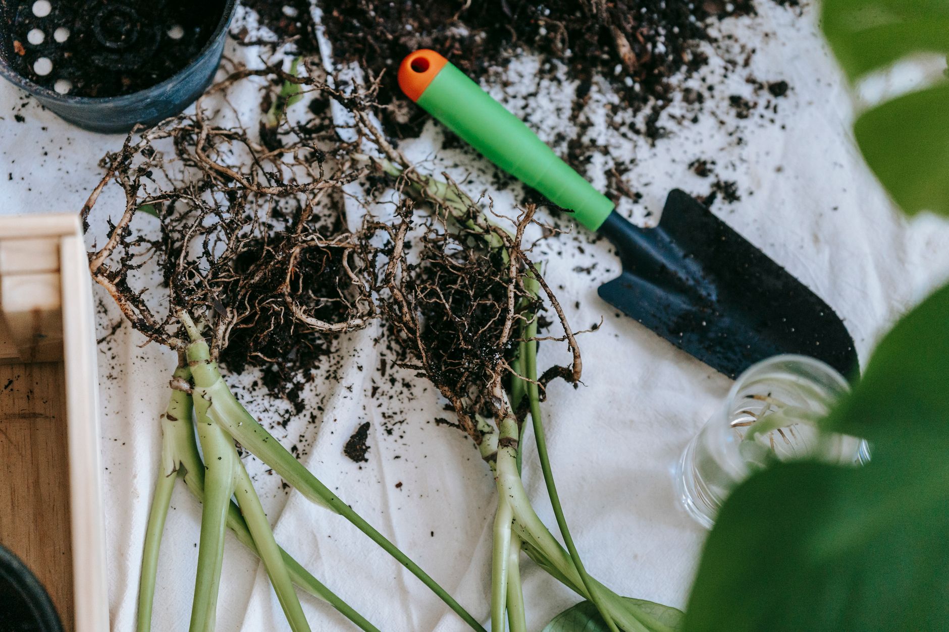 Kohlrabi's above-ground stem bulb