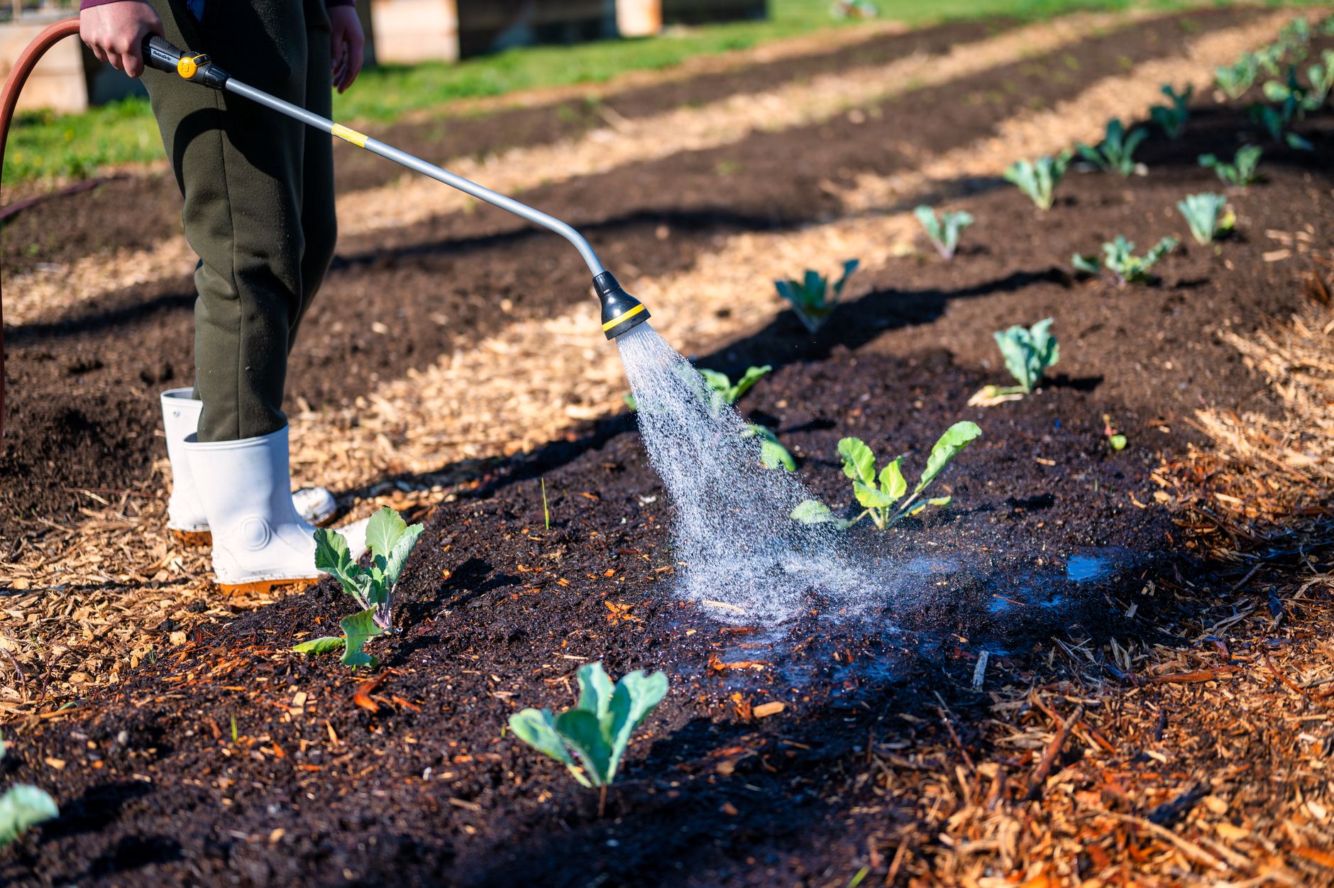Preparing soil for kohlrabi