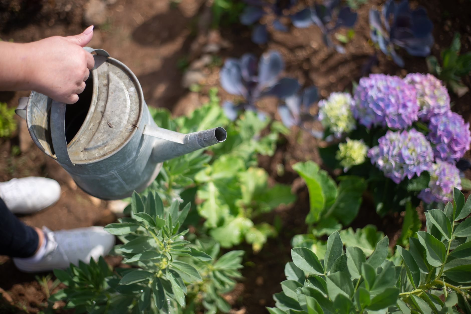 Watering kohlrabi consistently