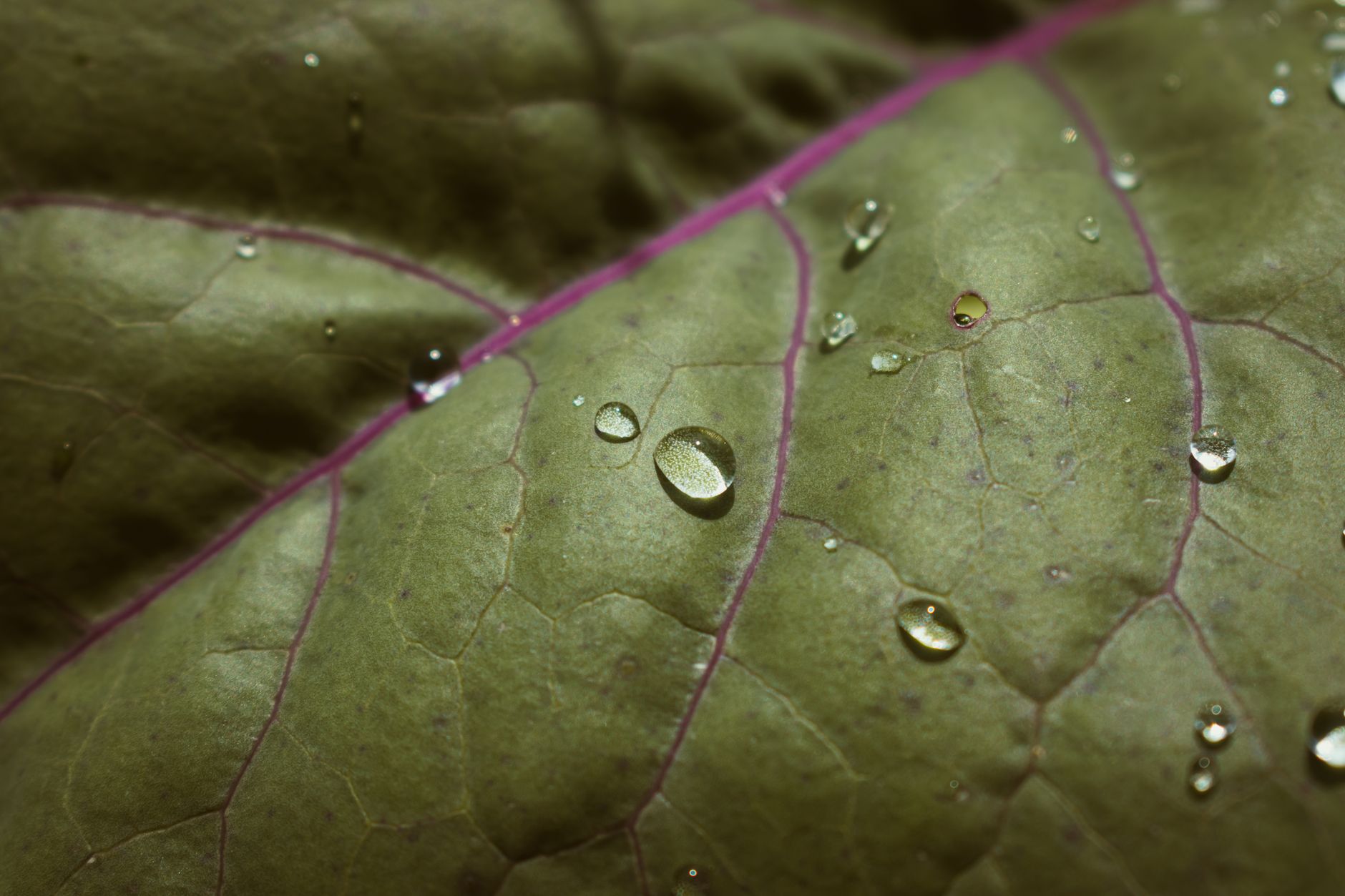Row cover protecting kohlrabi