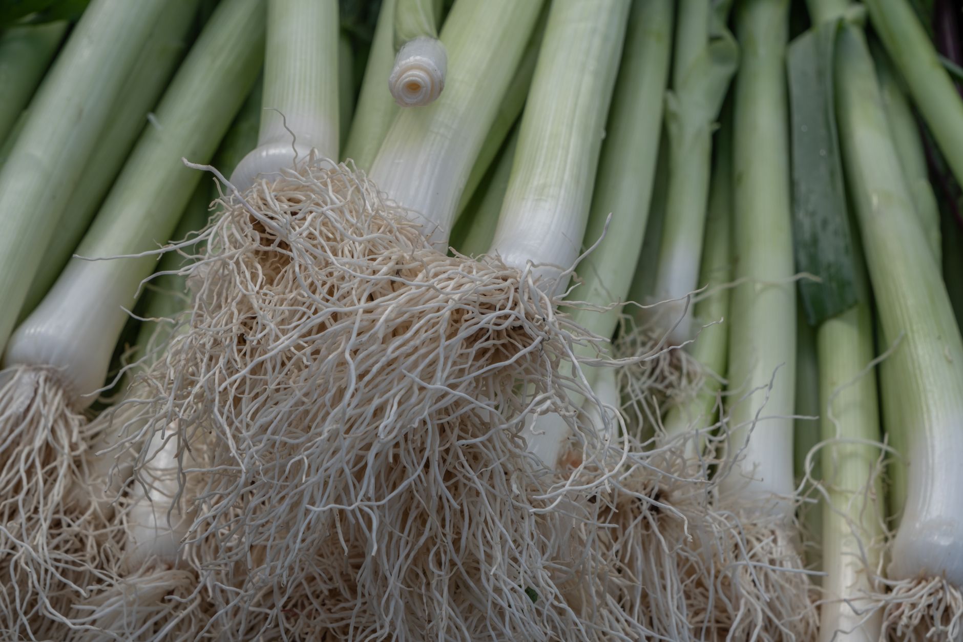 Watering leek rows