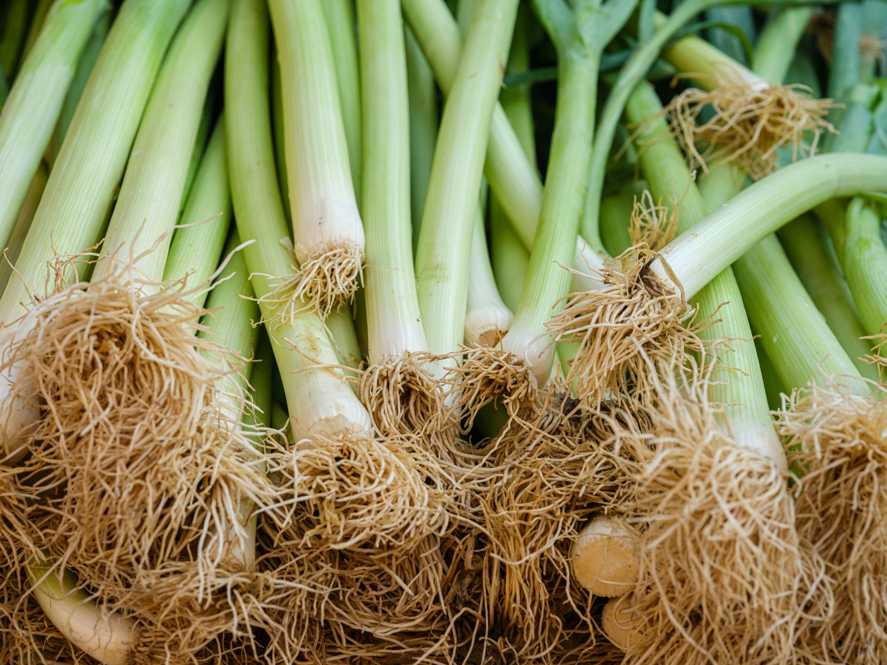 Healthy leek plants in the garden