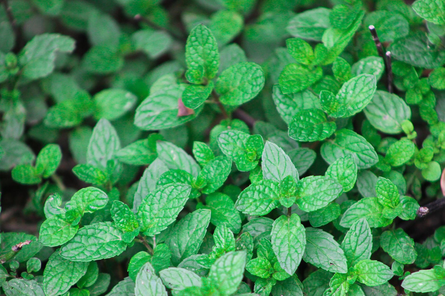 Lemon balm varieties