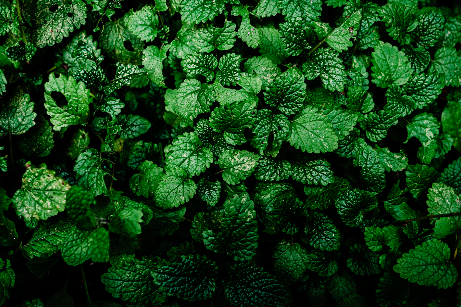 Lemon balm location
