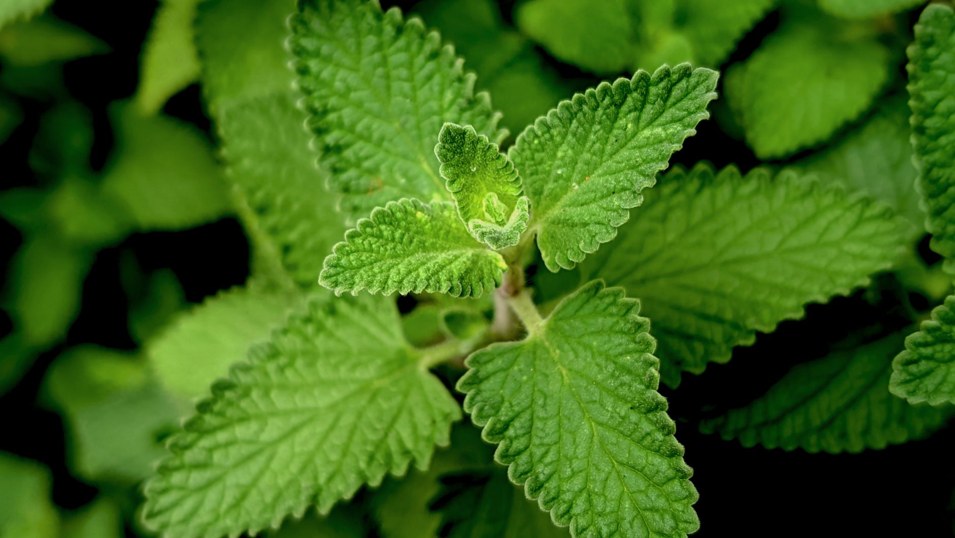Planting lemon balm