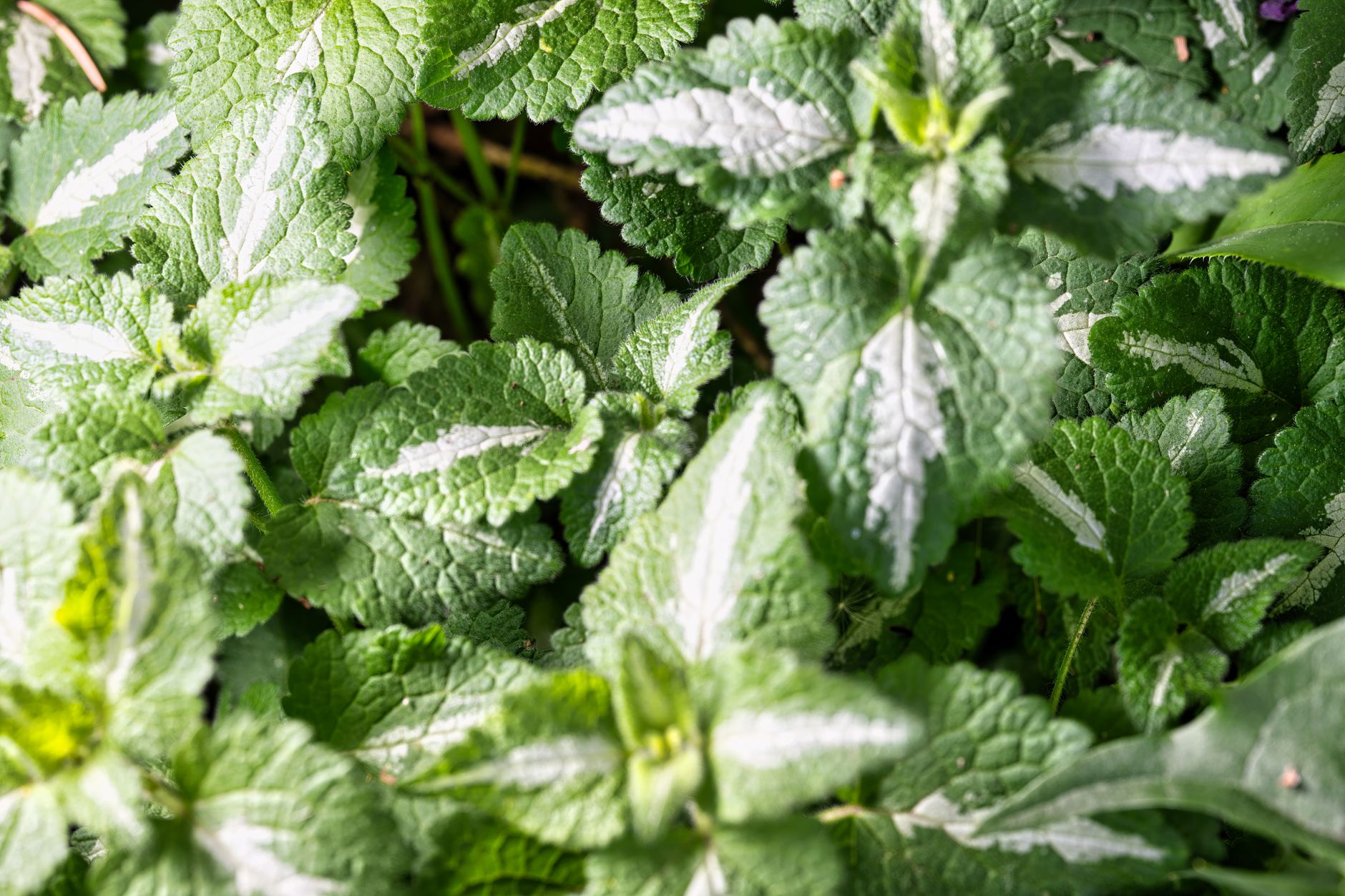 Lemon balm pruning