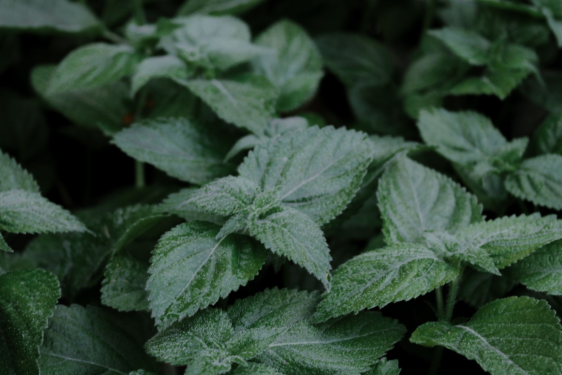 Harvesting lemon balm